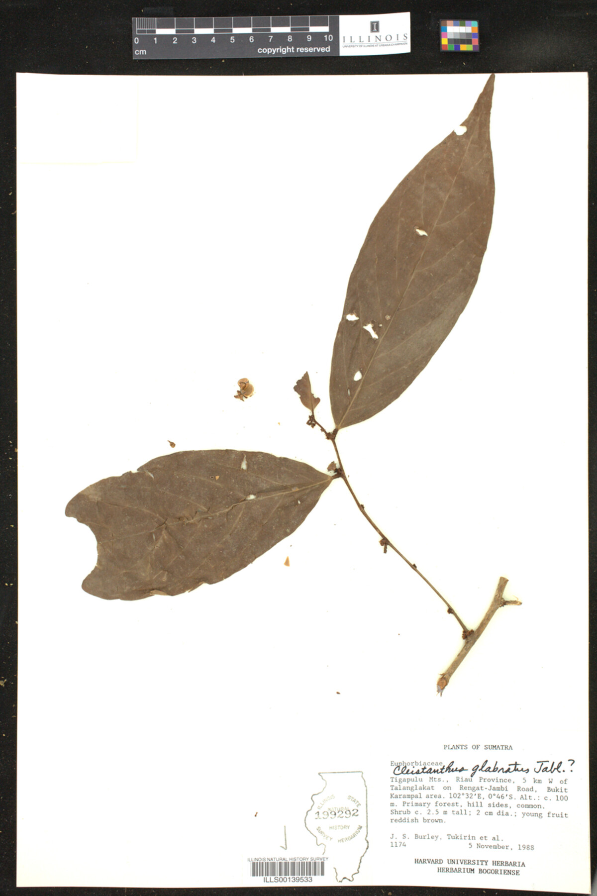 Cleistanthus glabratus image