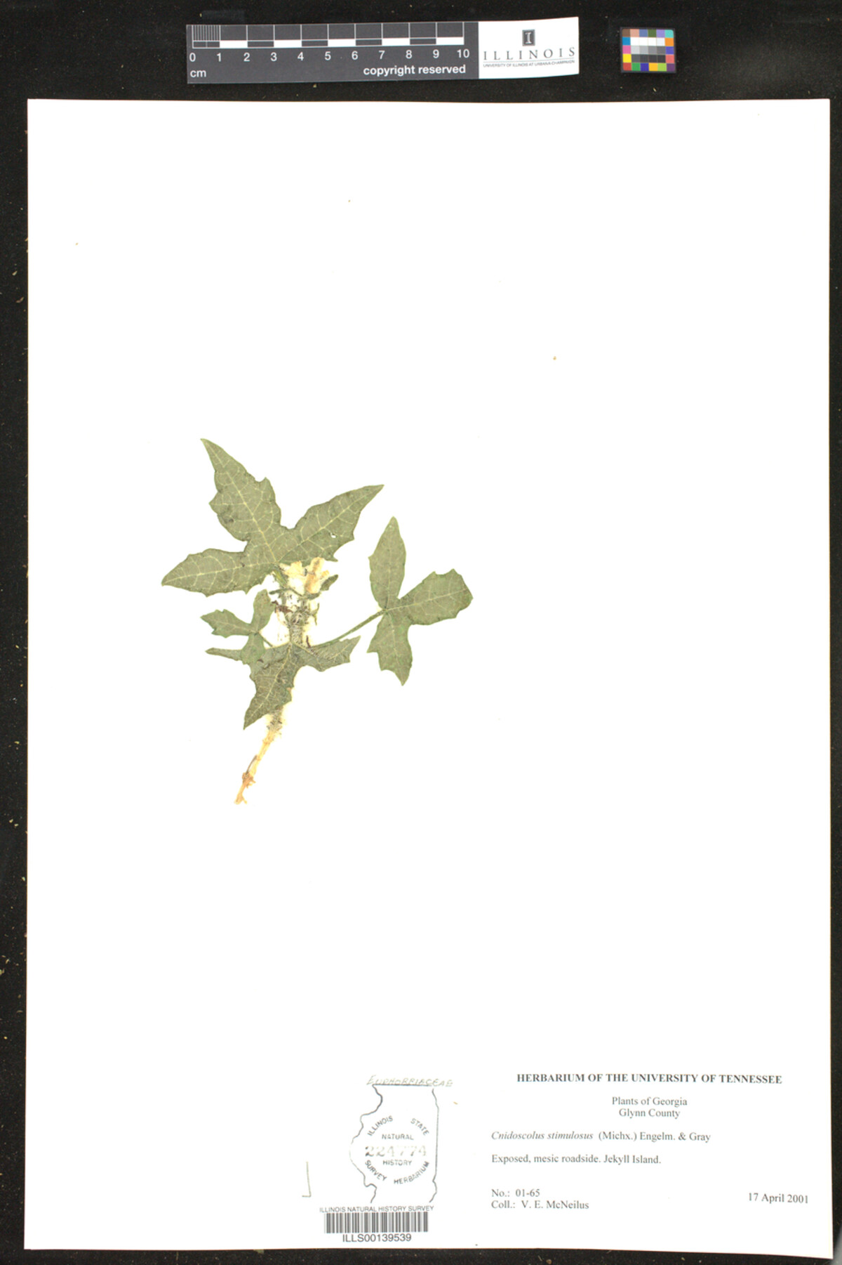 Cnidoscolus stimulosus image