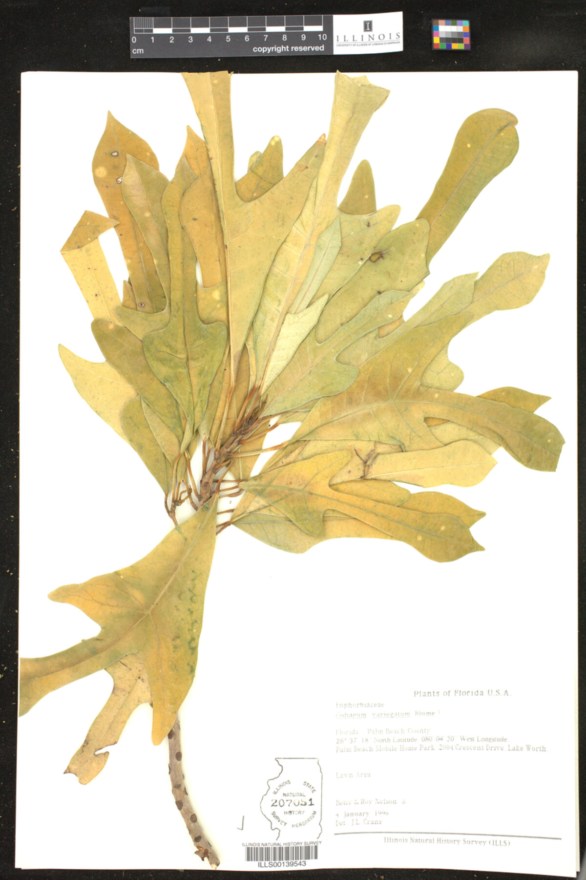 Codiaeum variegatum image