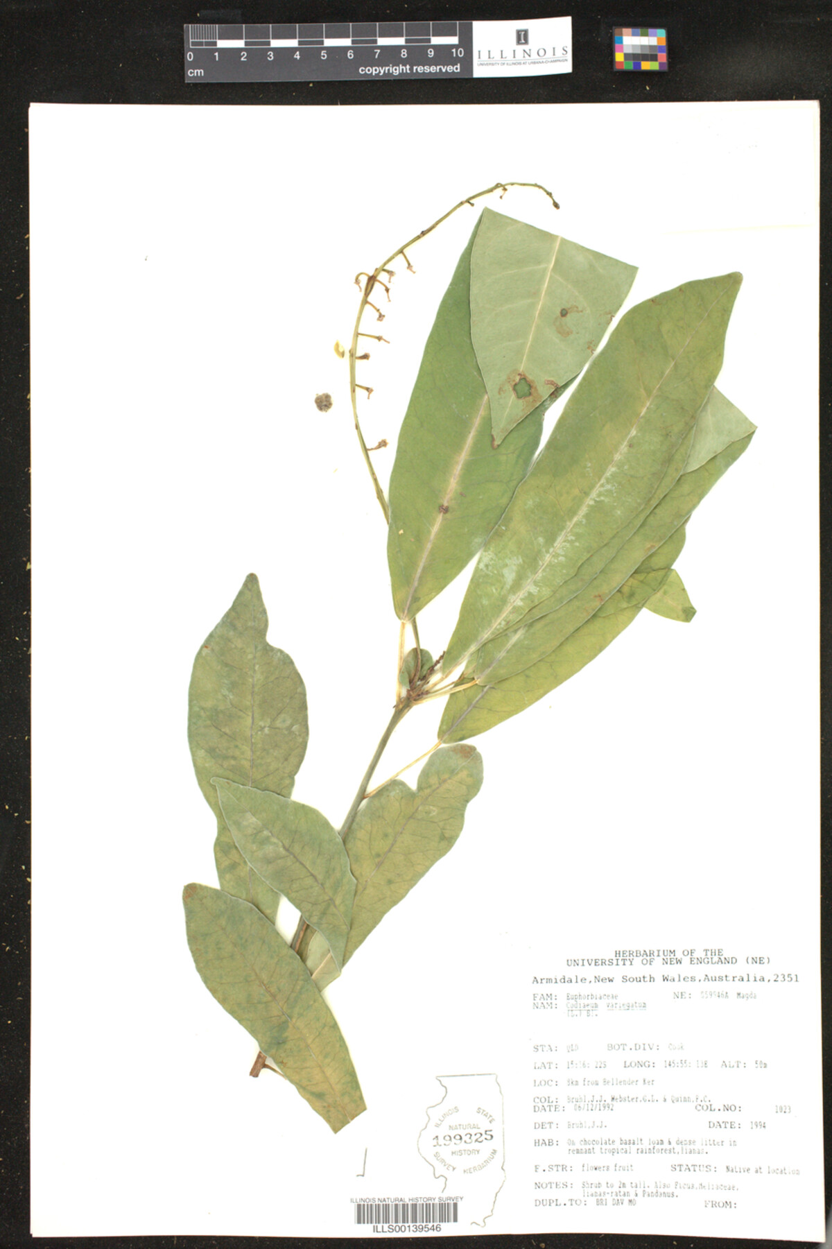 Codiaeum variegatum image