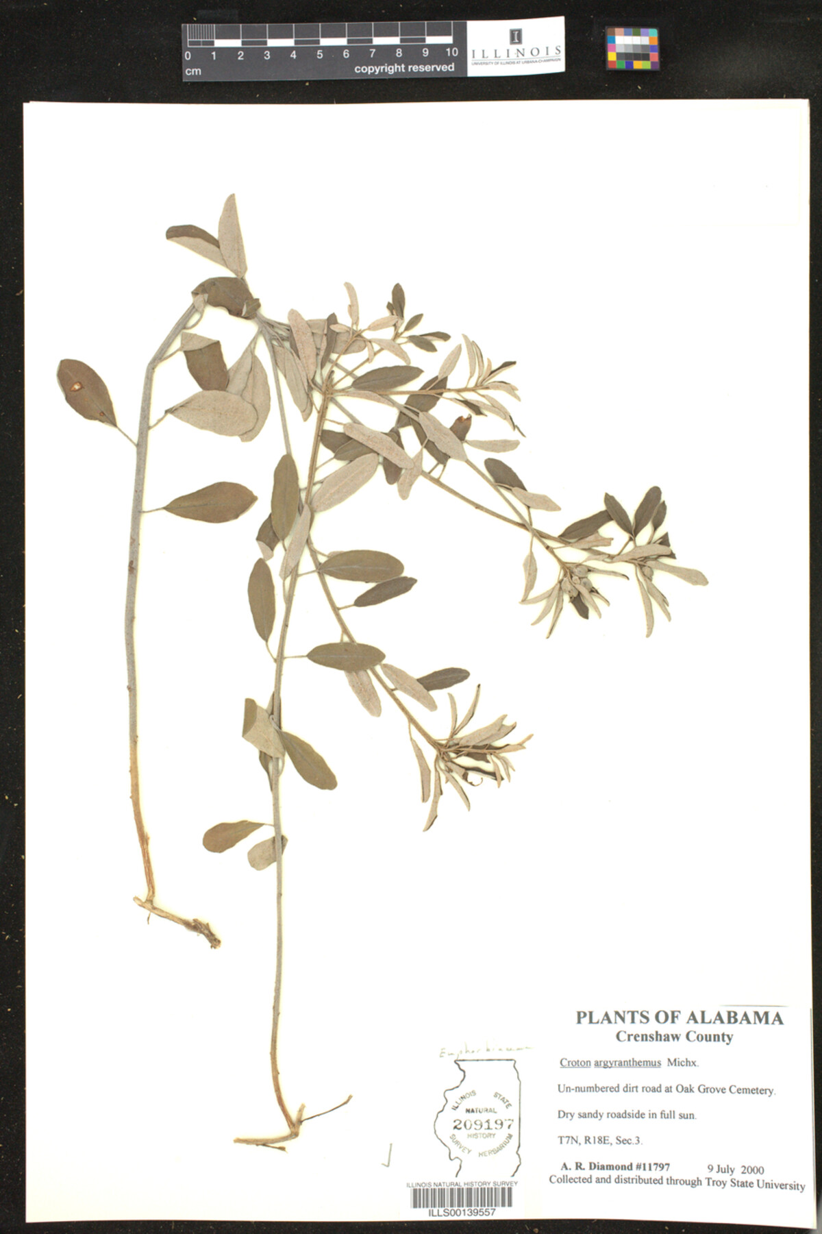 Croton argyranthemus image