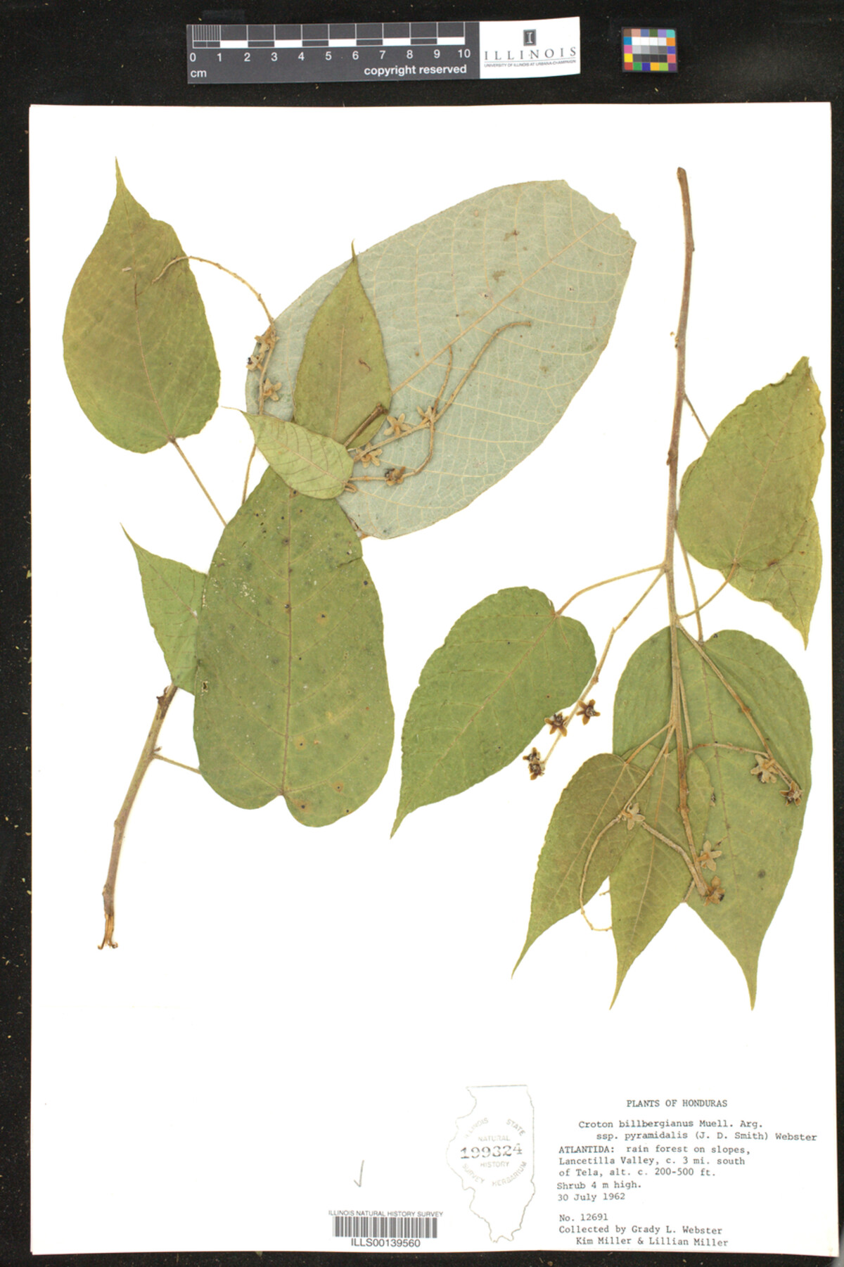 Croton billbergianus ssp. pyramidalis image
