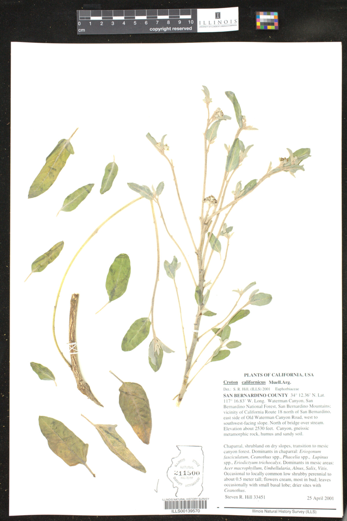 Croton californicus image