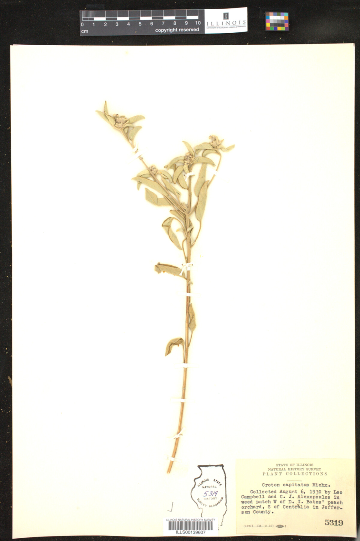Croton capitatus image
