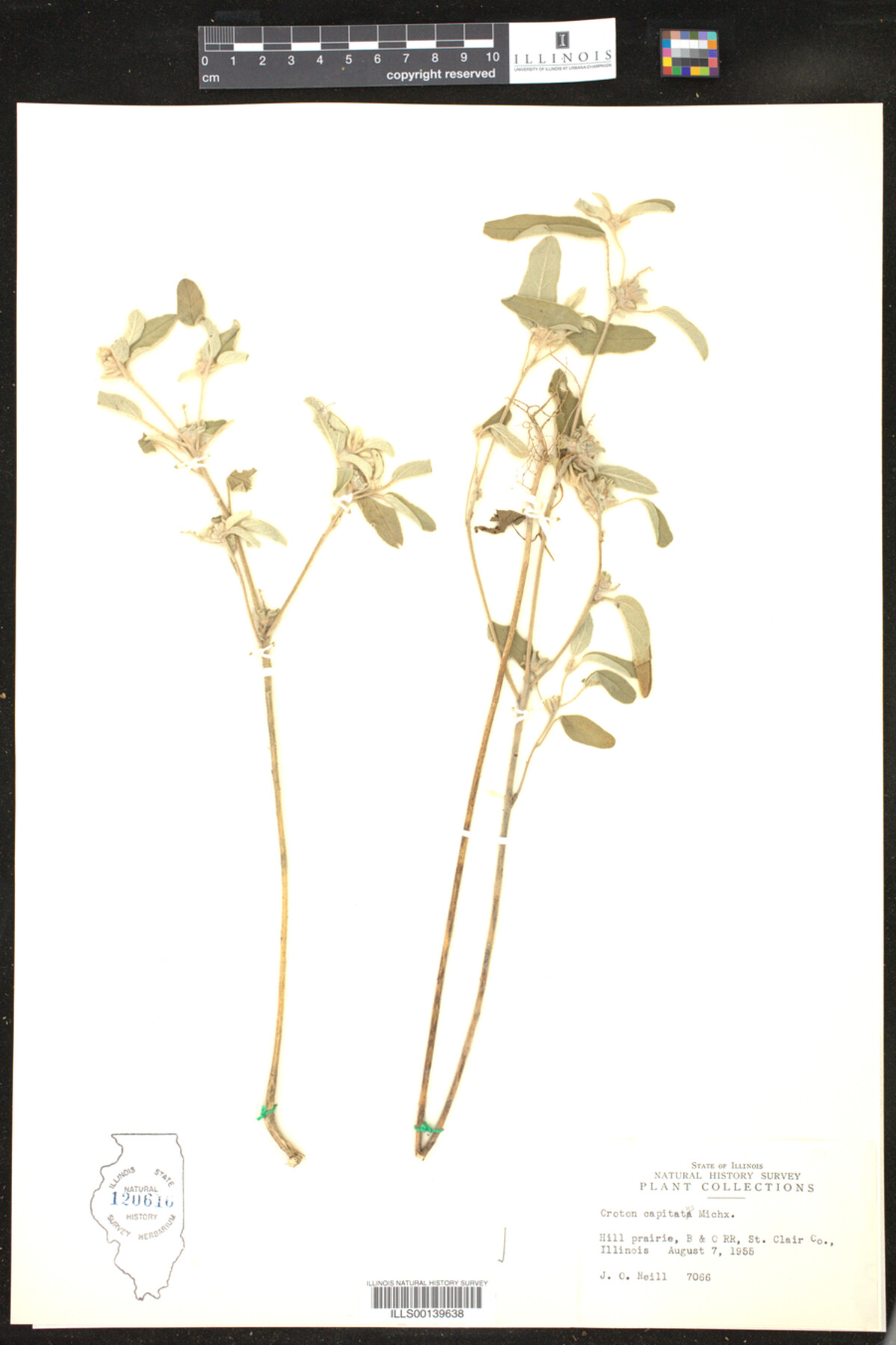 Croton capitatus image