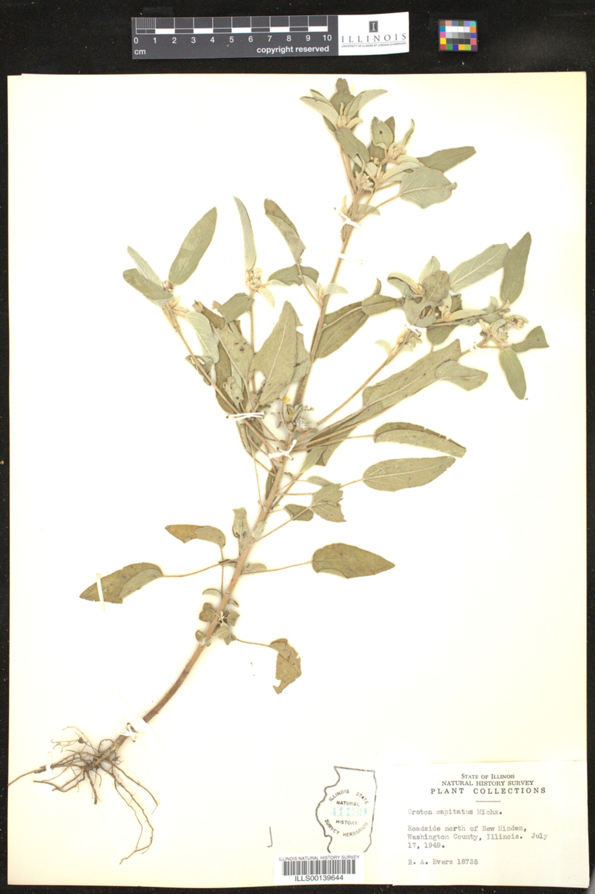Croton capitatus image