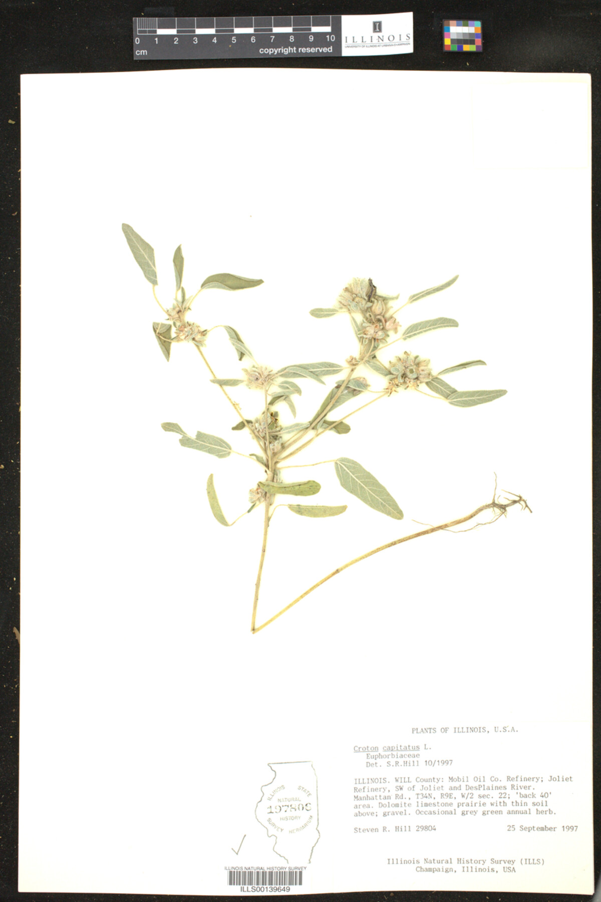 Croton capitatus image