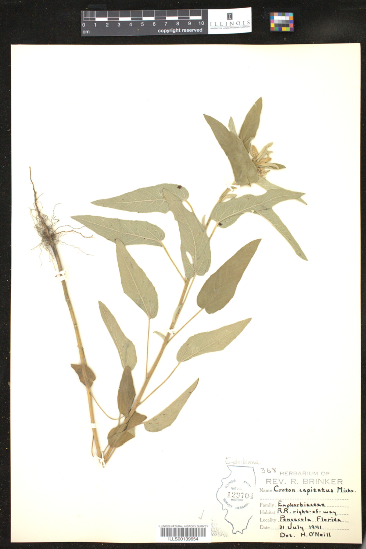 Croton capitatus image