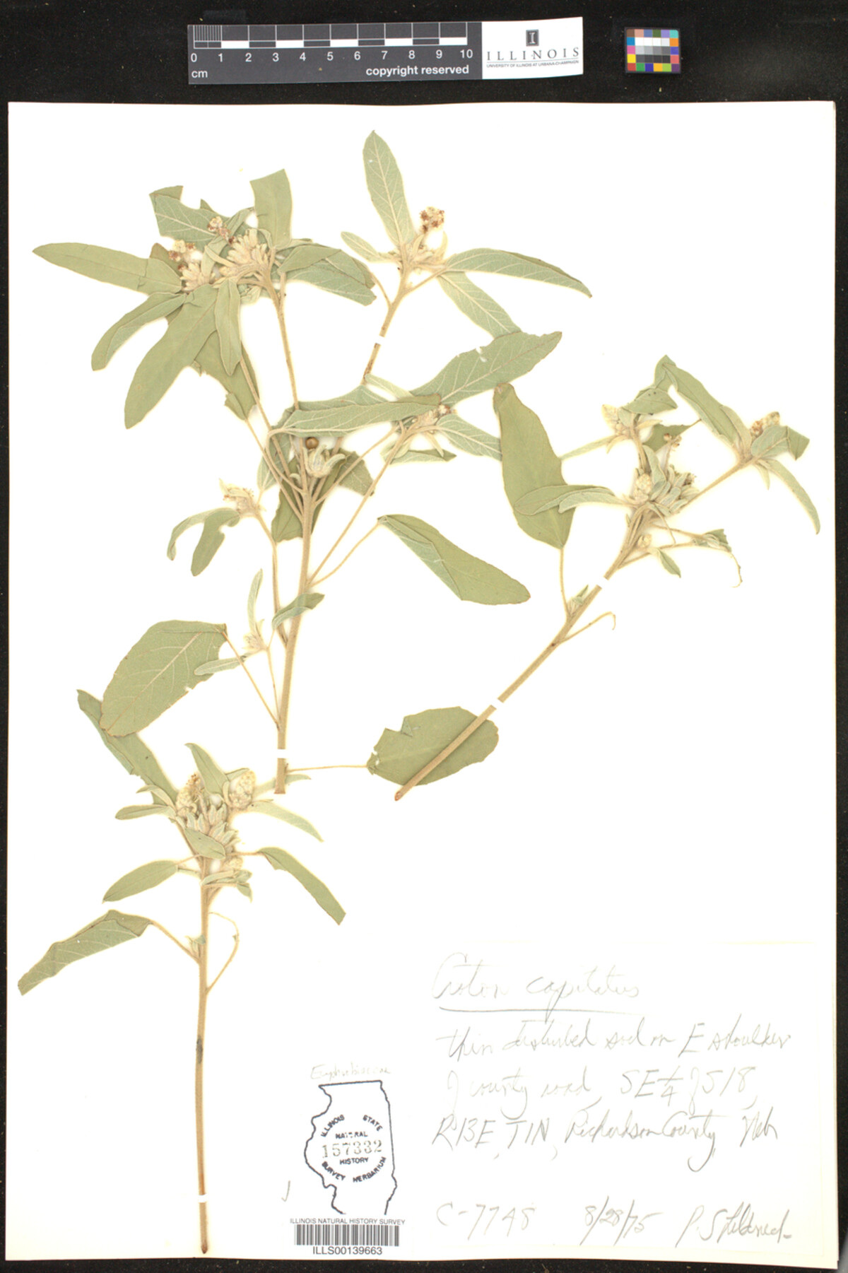 Croton capitatus image