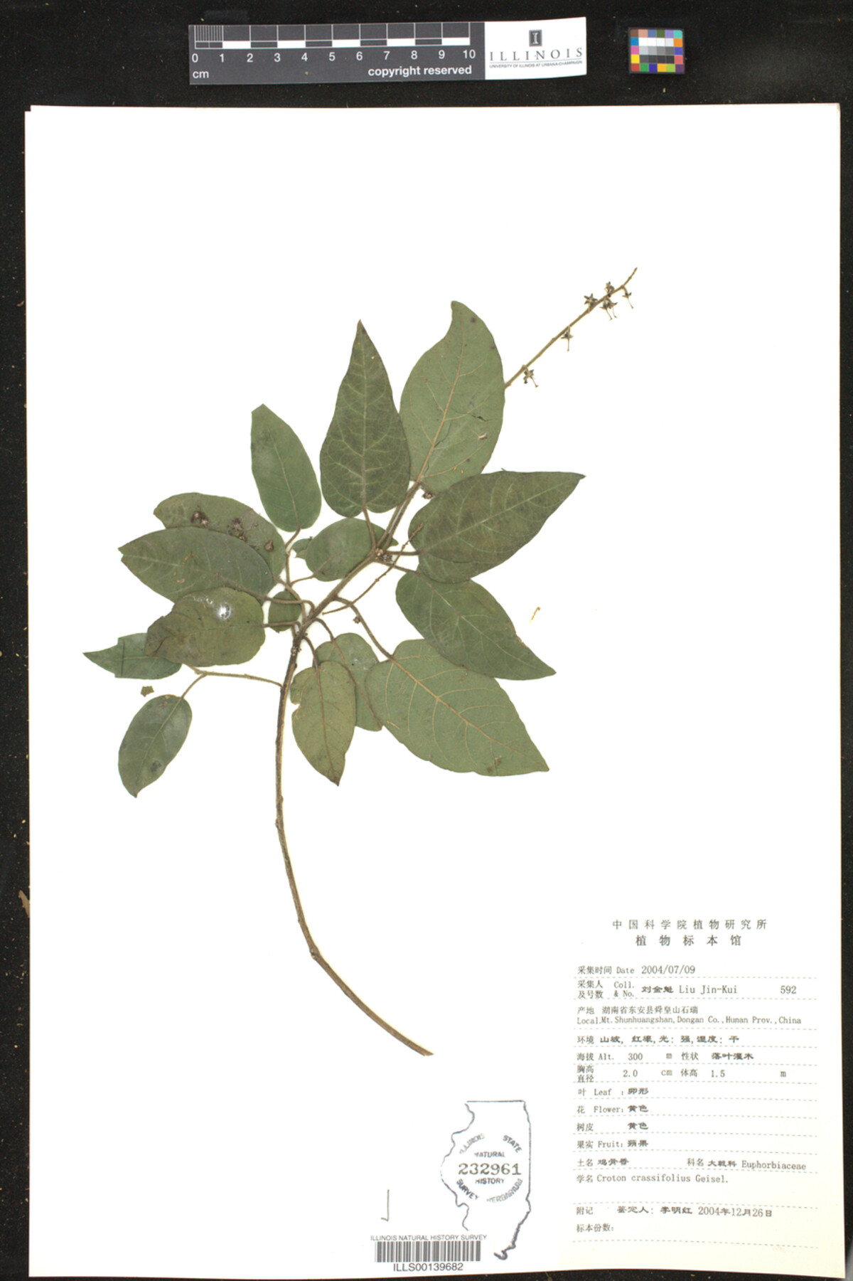 Croton crassifolius image