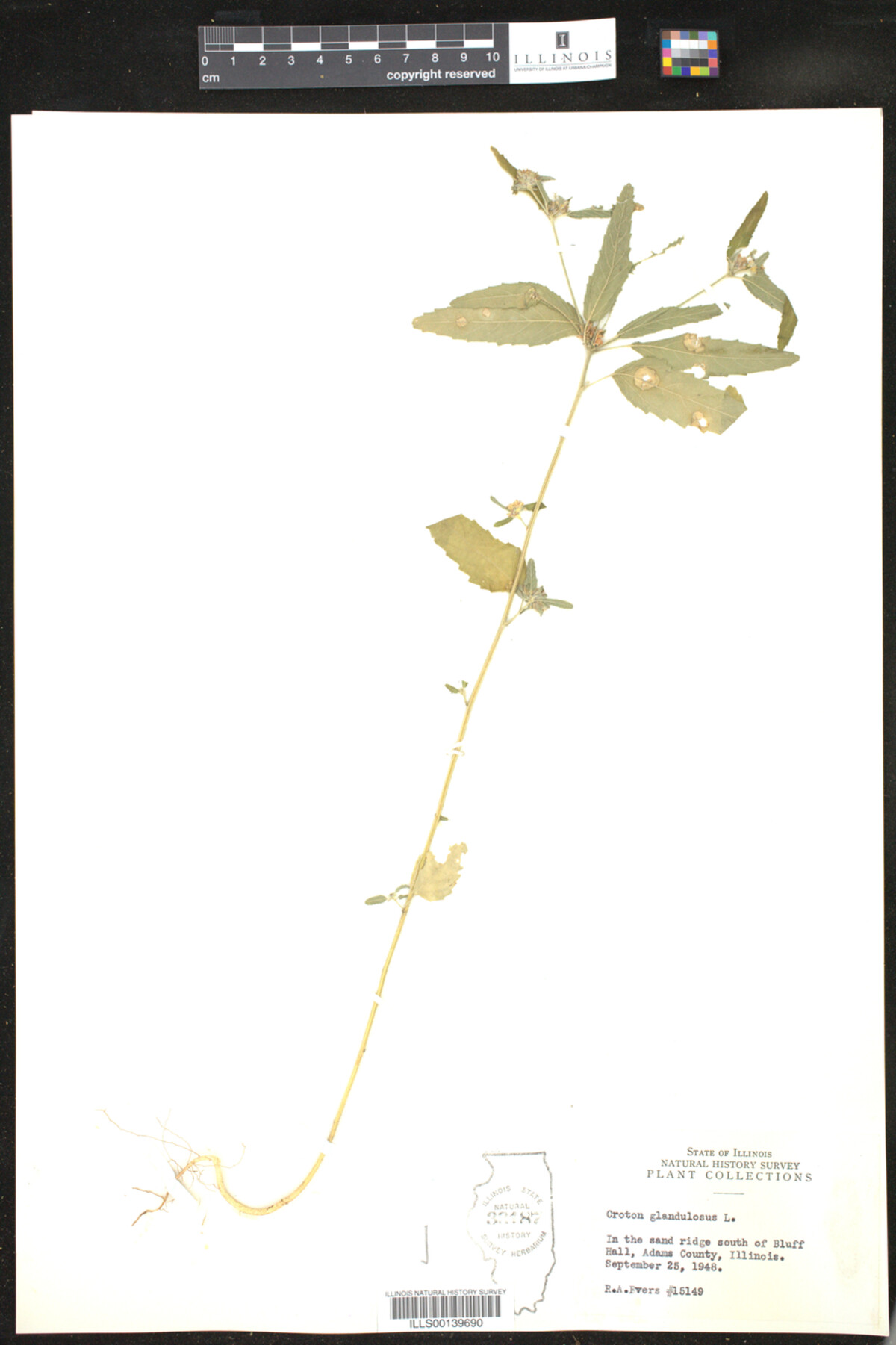 Croton glandulosus image