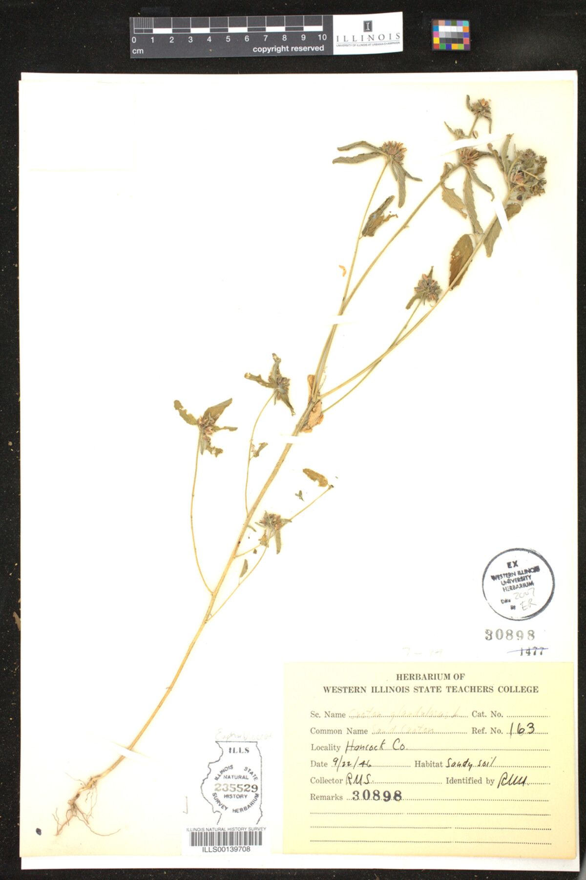 Croton glandulosus image
