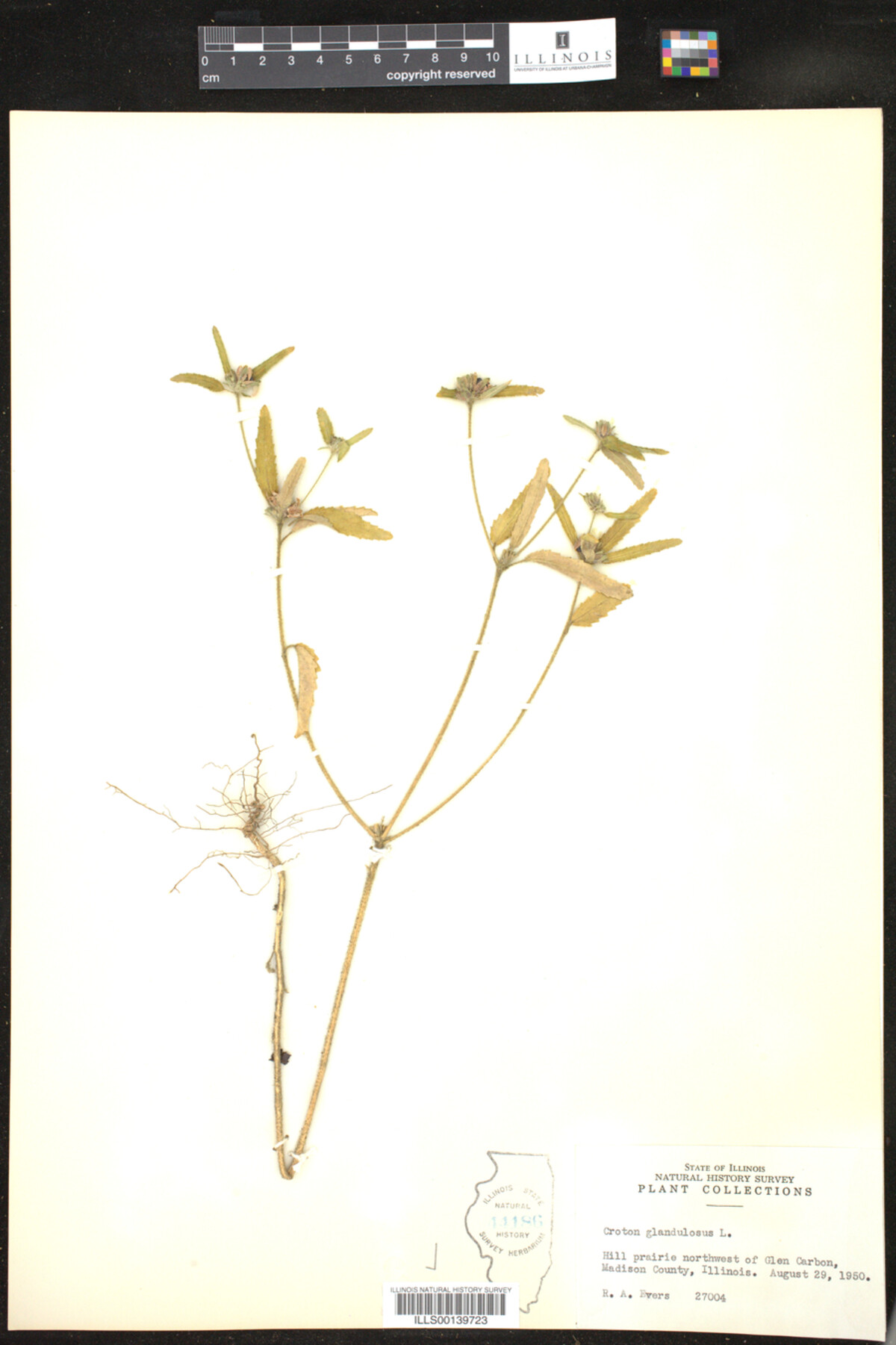 Croton glandulosus image