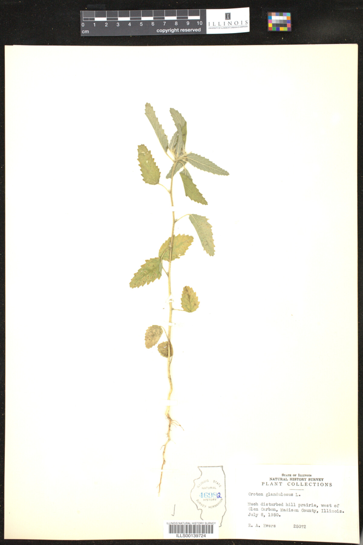 Croton glandulosus image