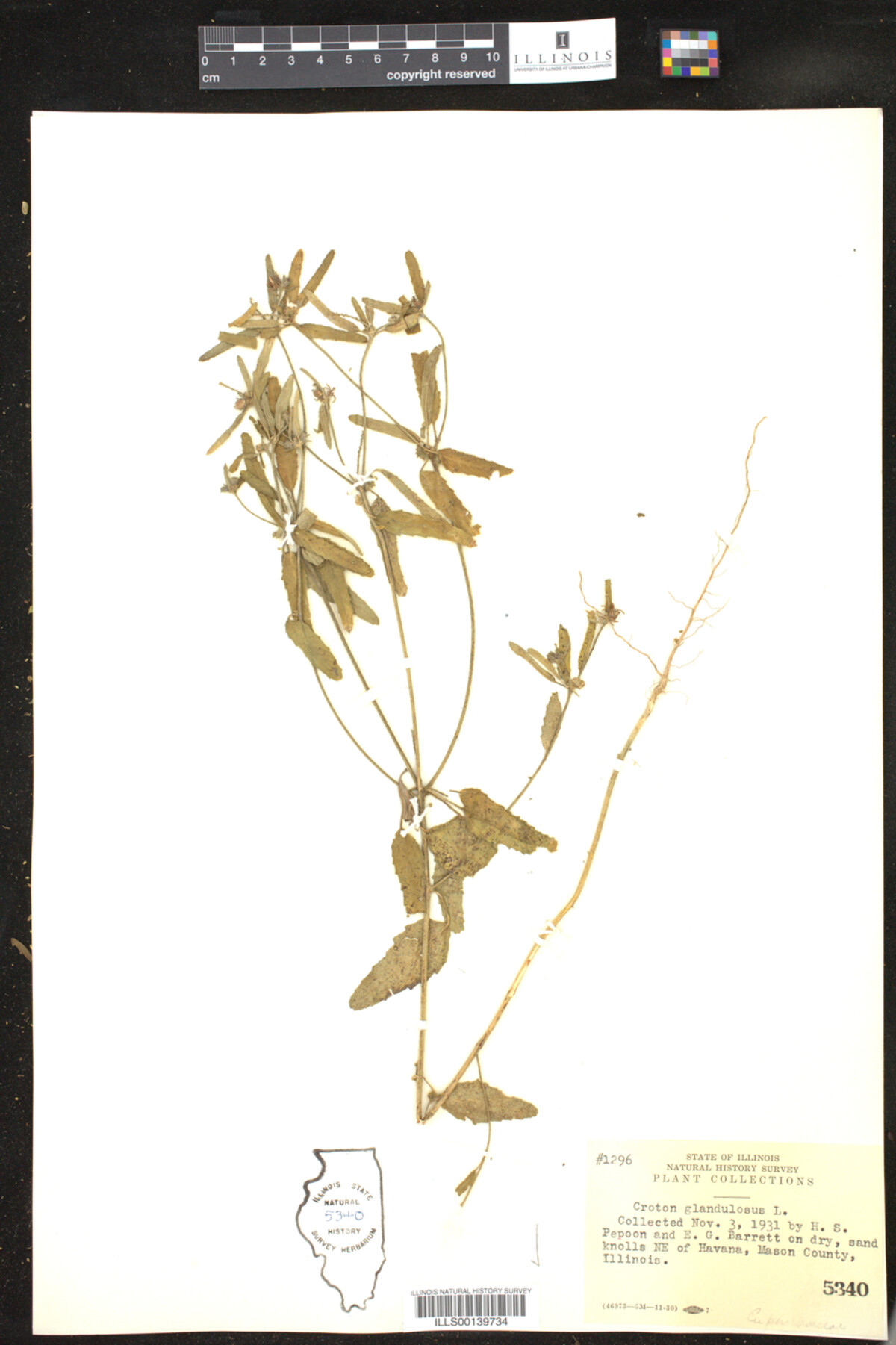 Croton glandulosus image