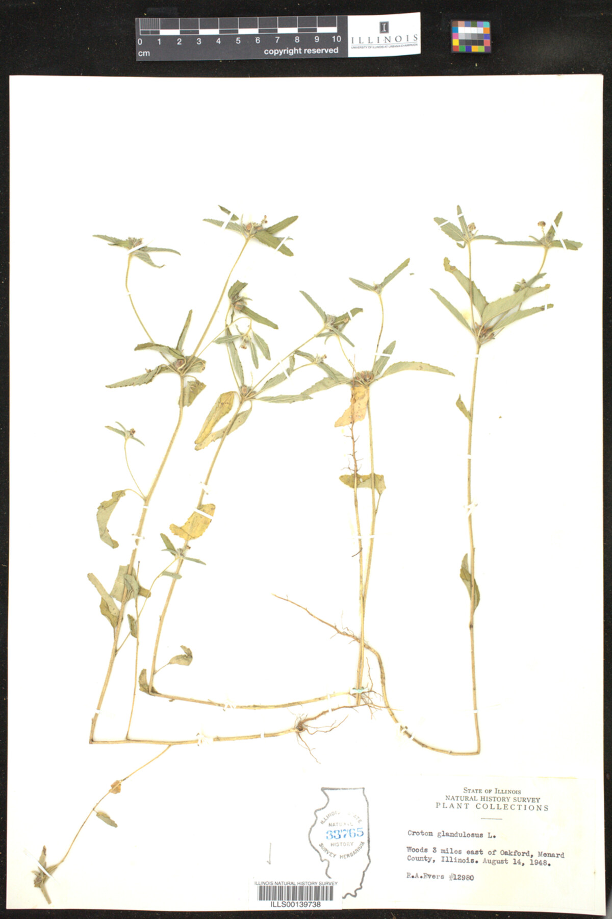 Croton glandulosus image