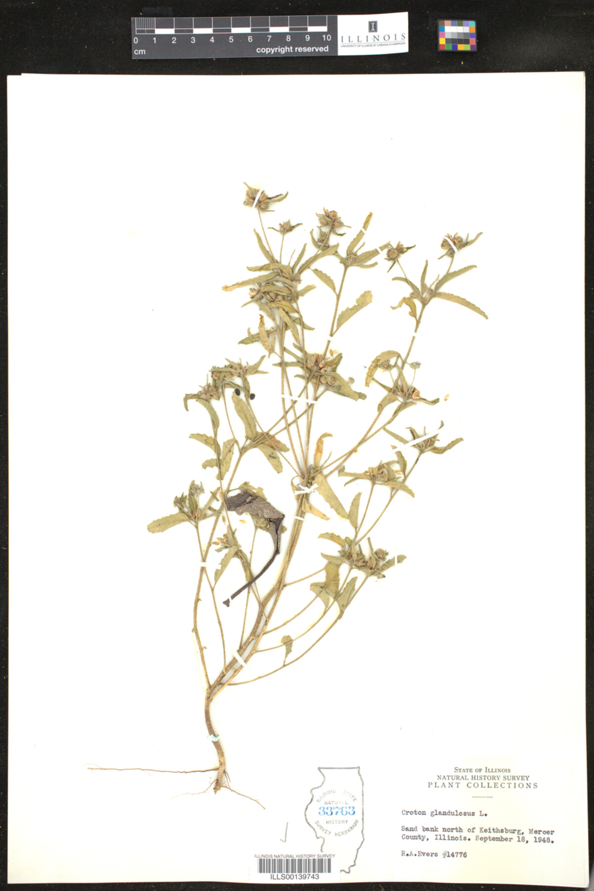 Croton glandulosus image