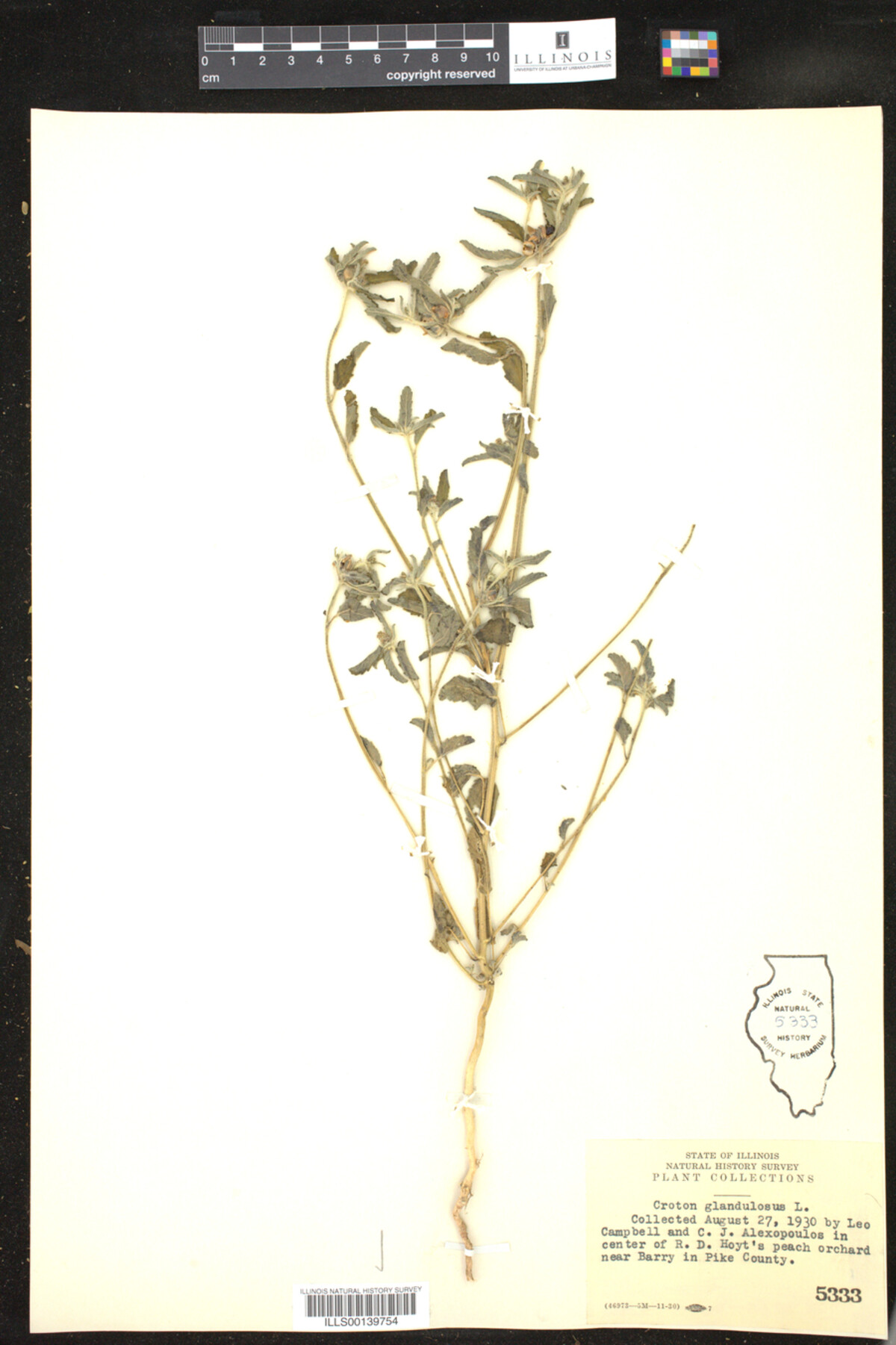 Croton glandulosus image