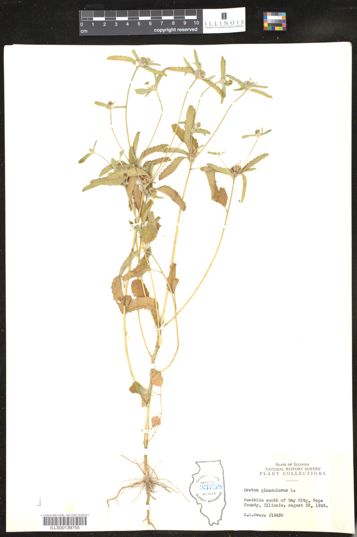 Croton glandulosus image