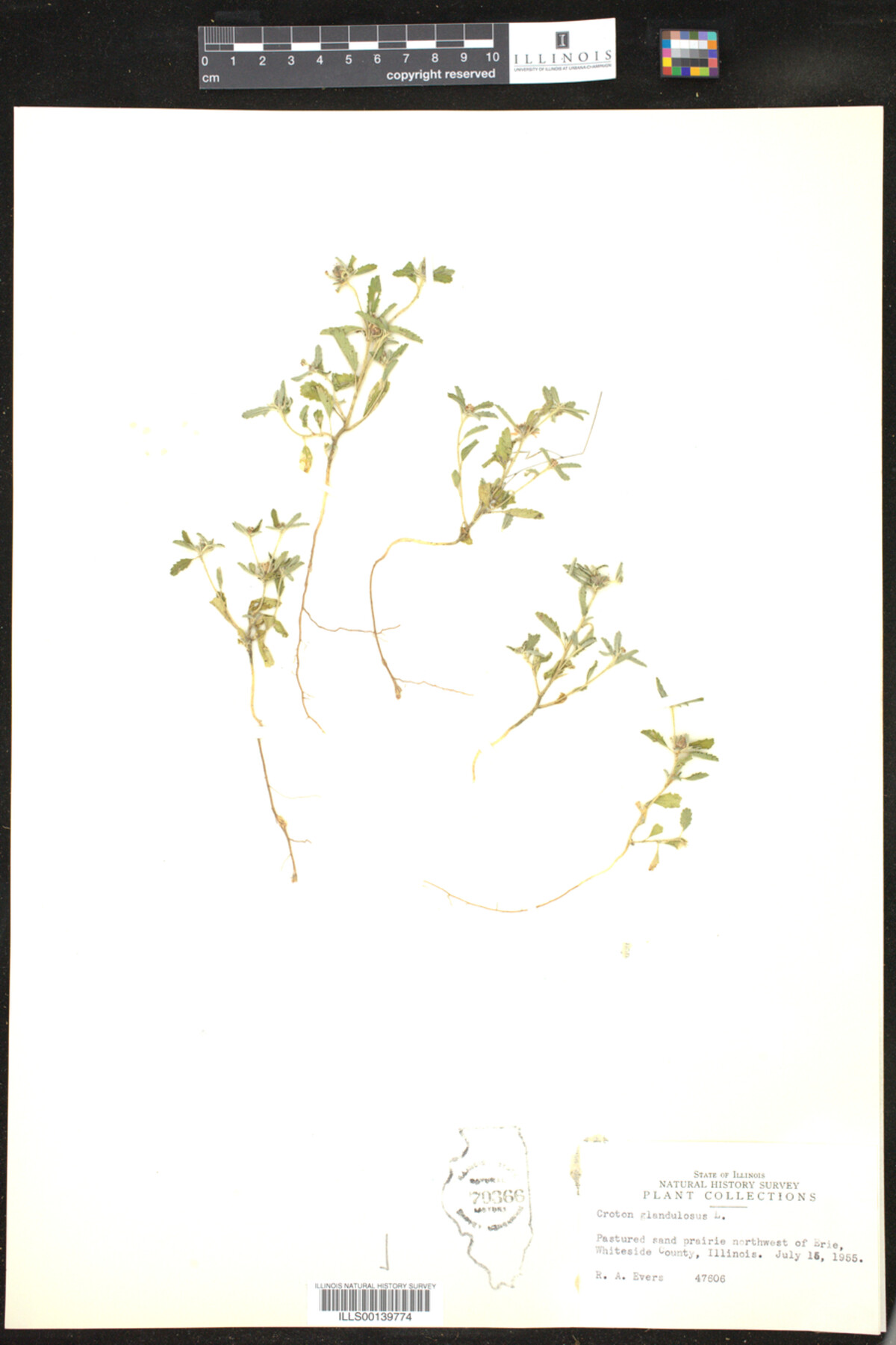 Croton glandulosus image