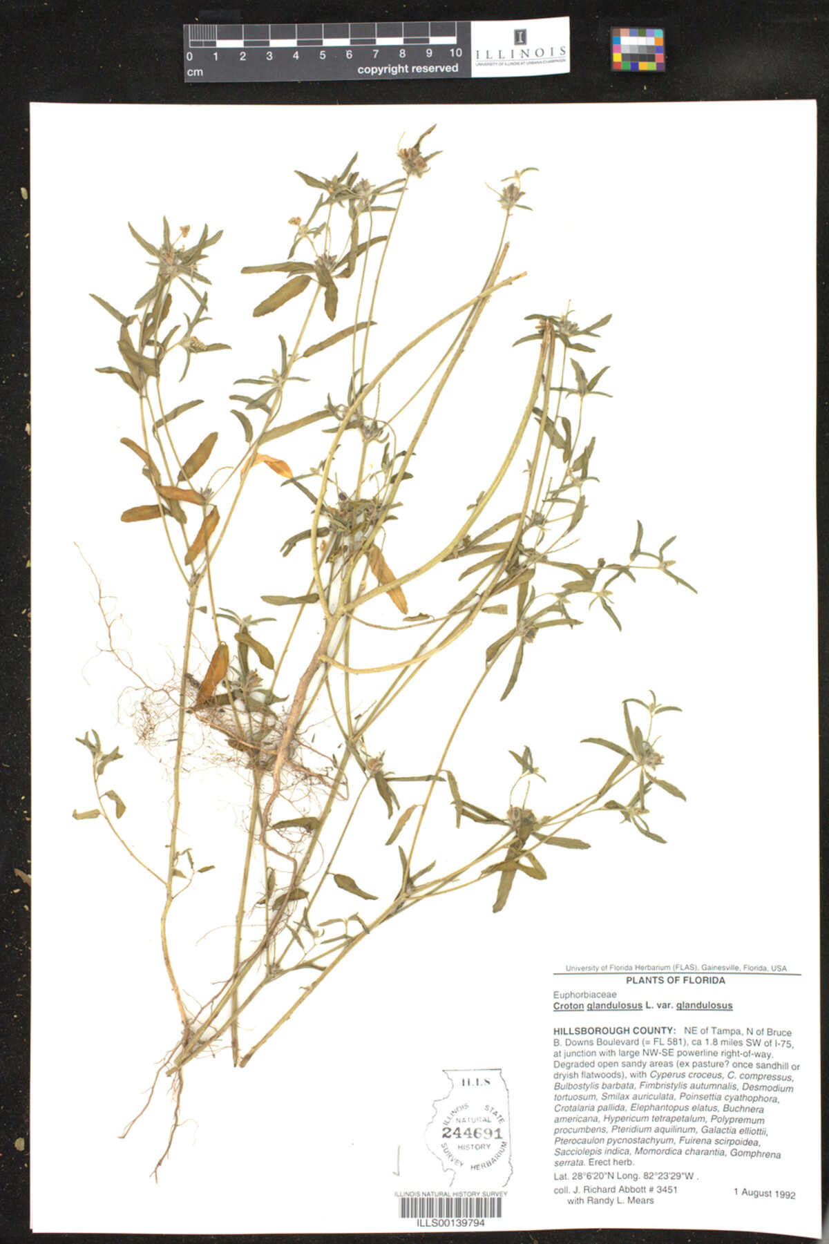 Croton glandulosus var. glandulosus image