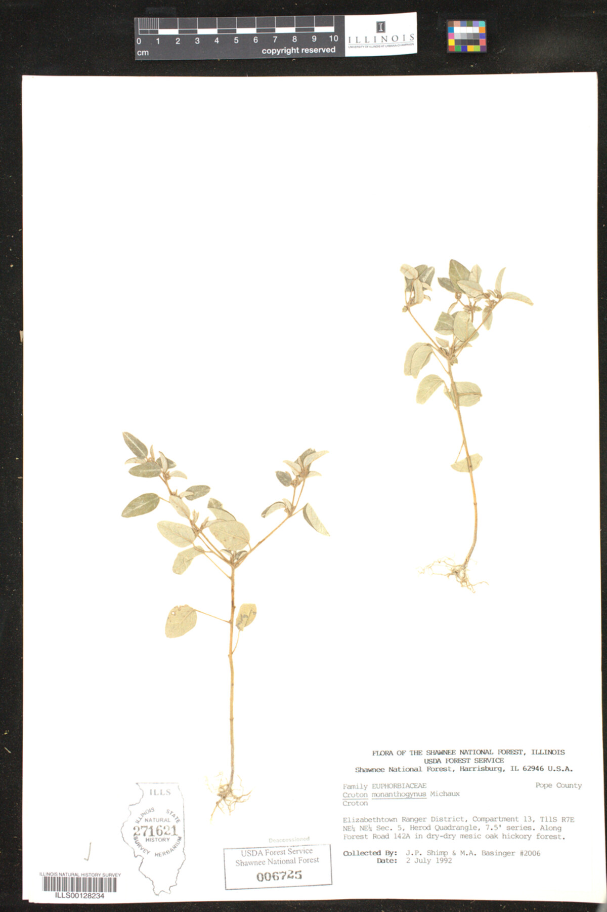 Croton monanthogynus image