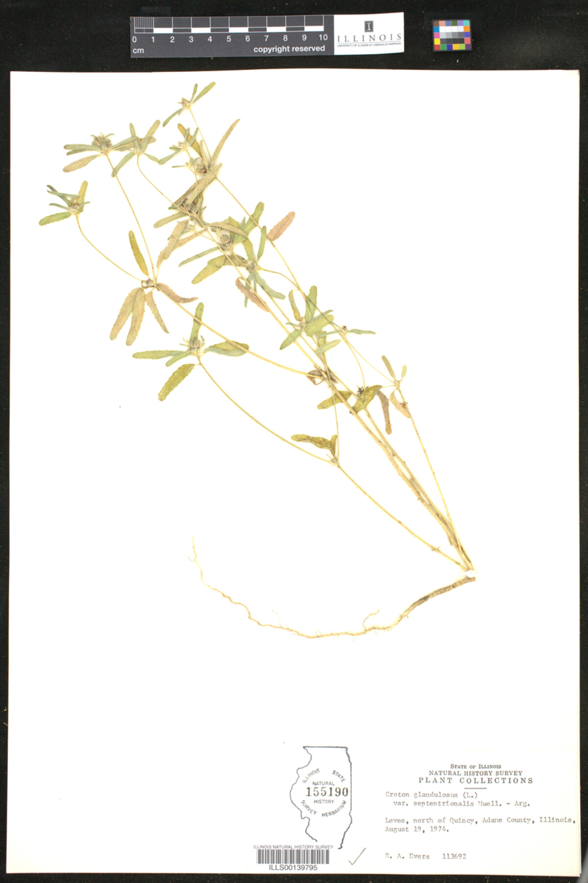 Croton glandulosus image