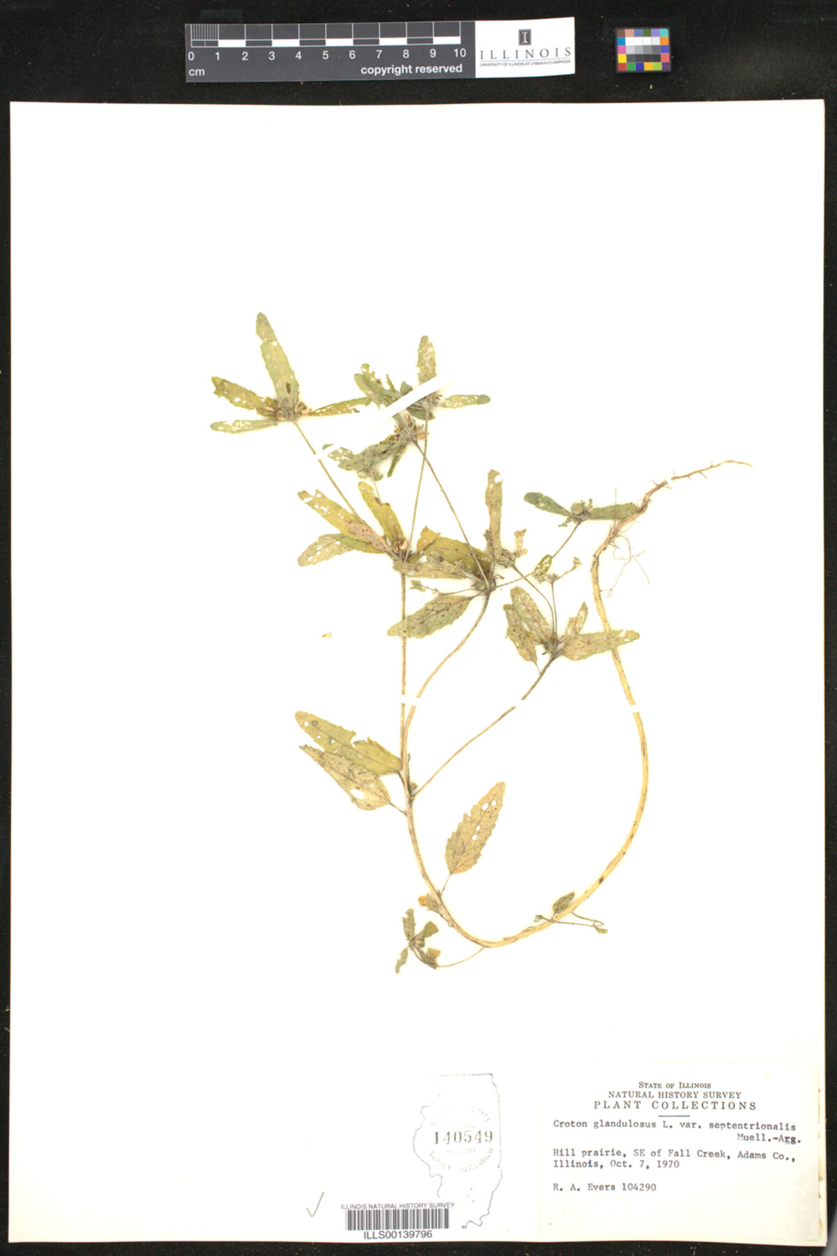 Croton glandulosus image