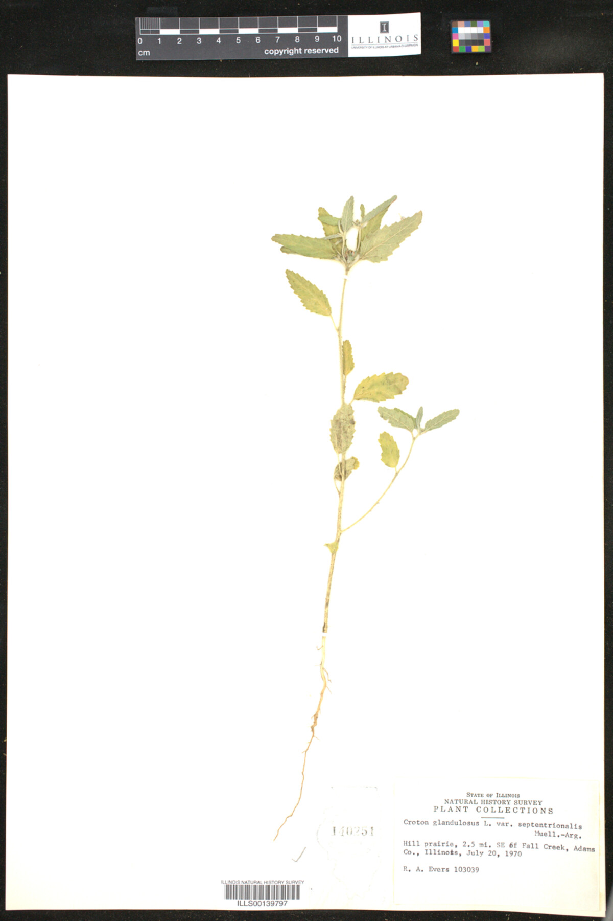 Croton glandulosus image