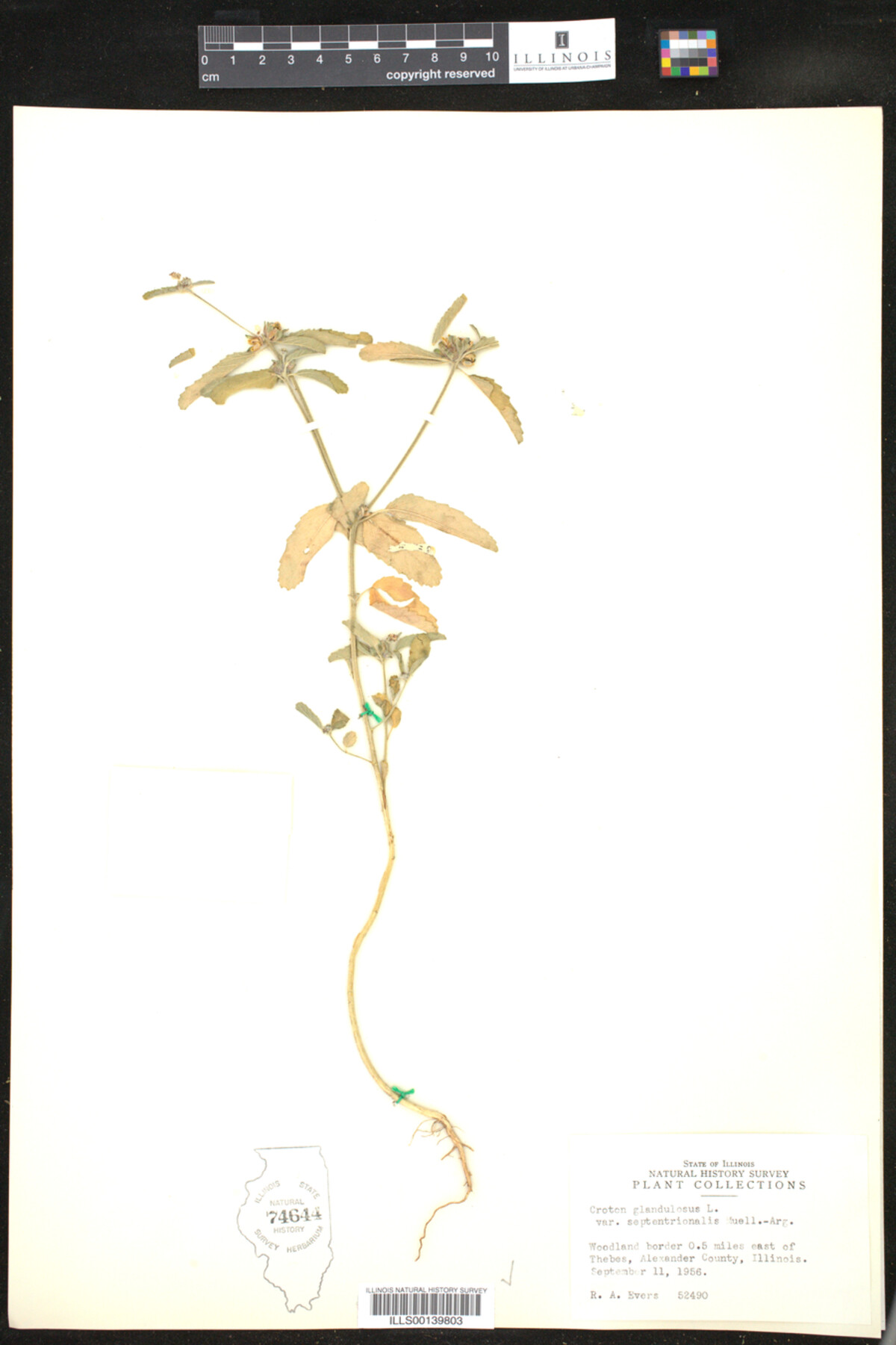 Croton glandulosus image