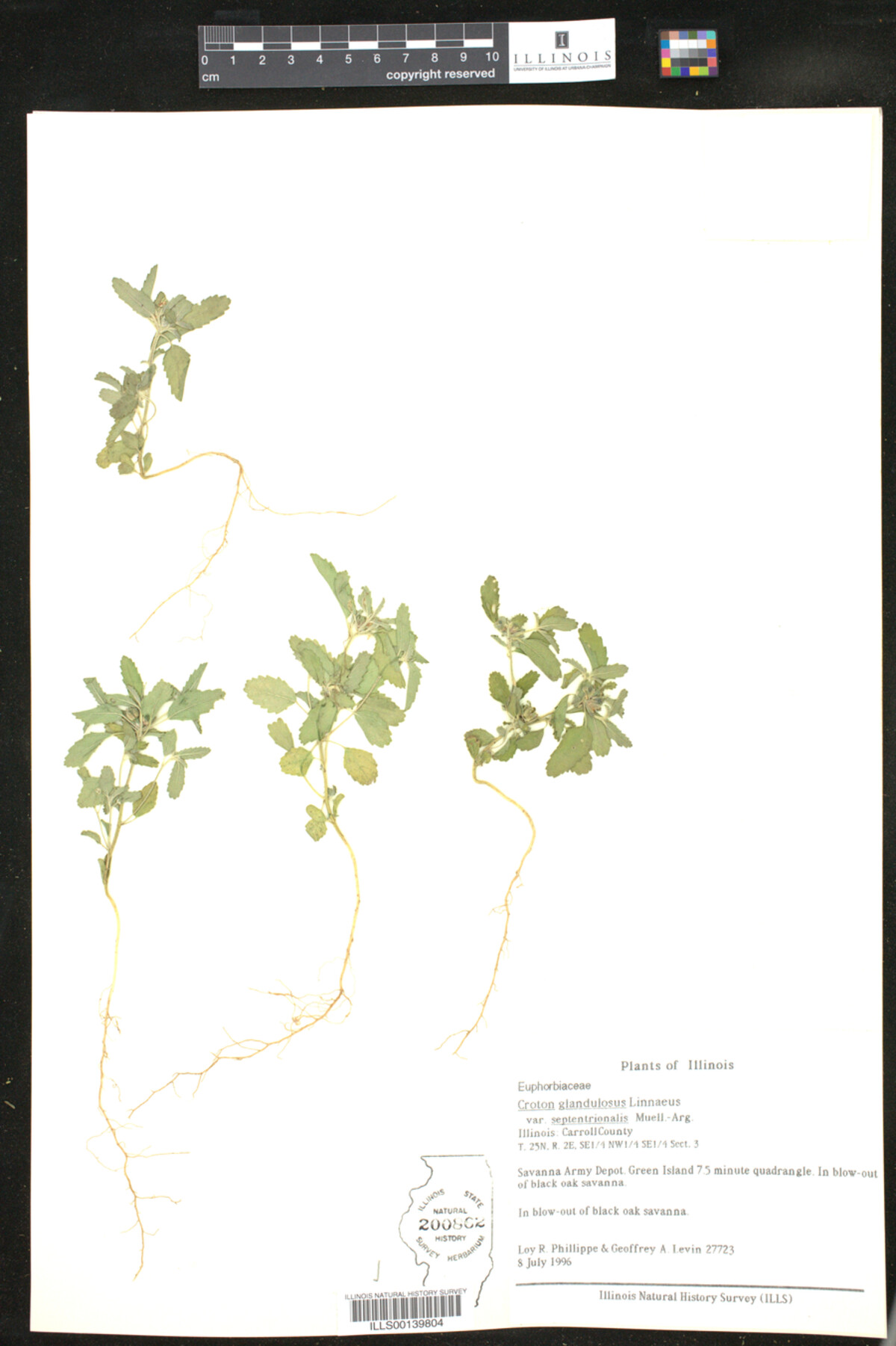 Croton glandulosus image