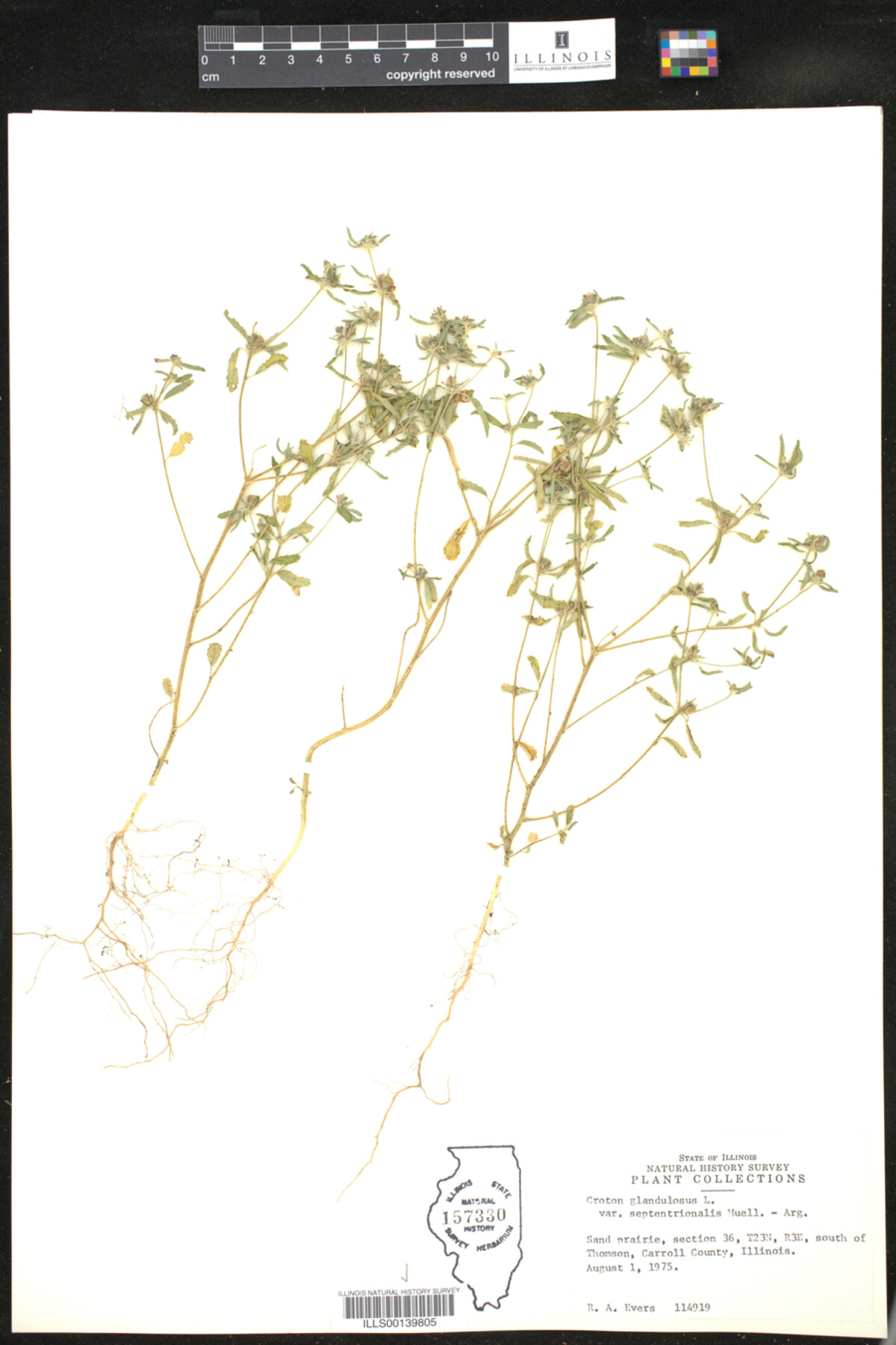 Croton glandulosus image