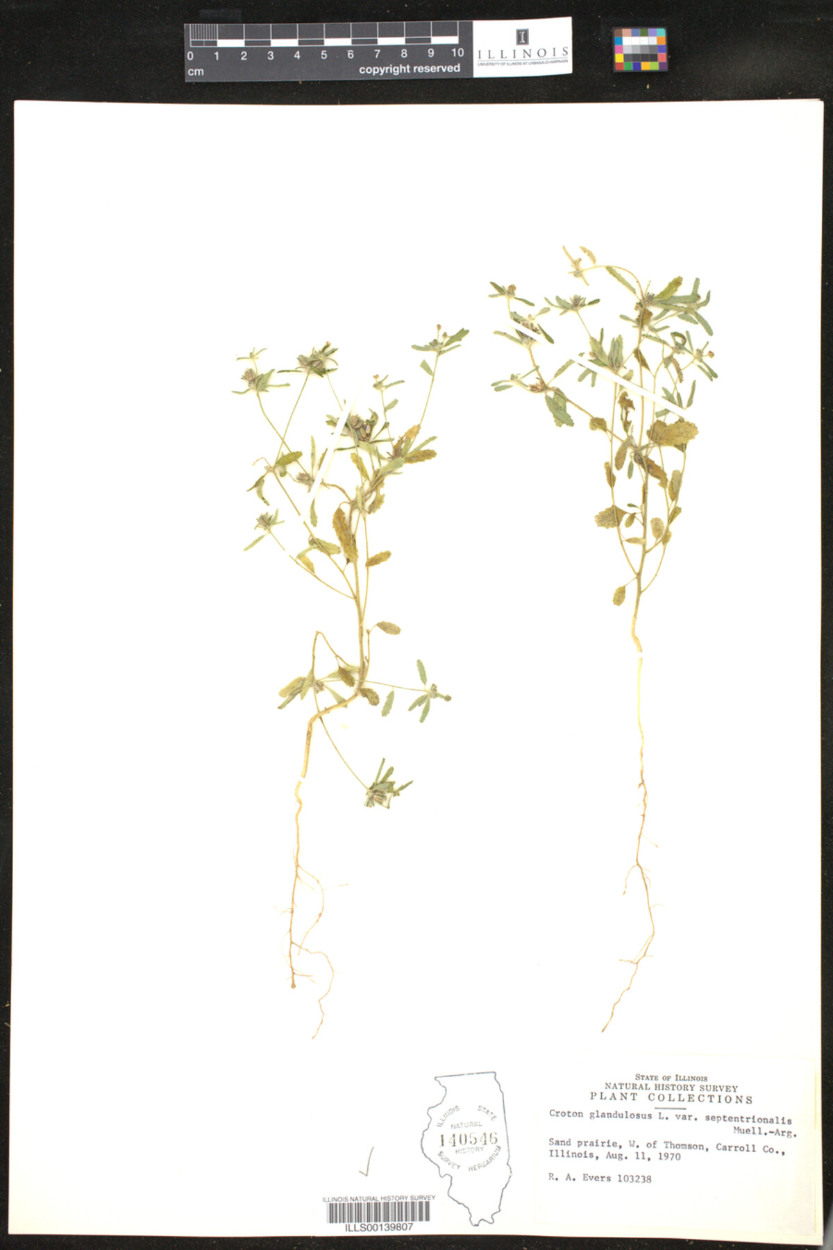 Croton glandulosus image