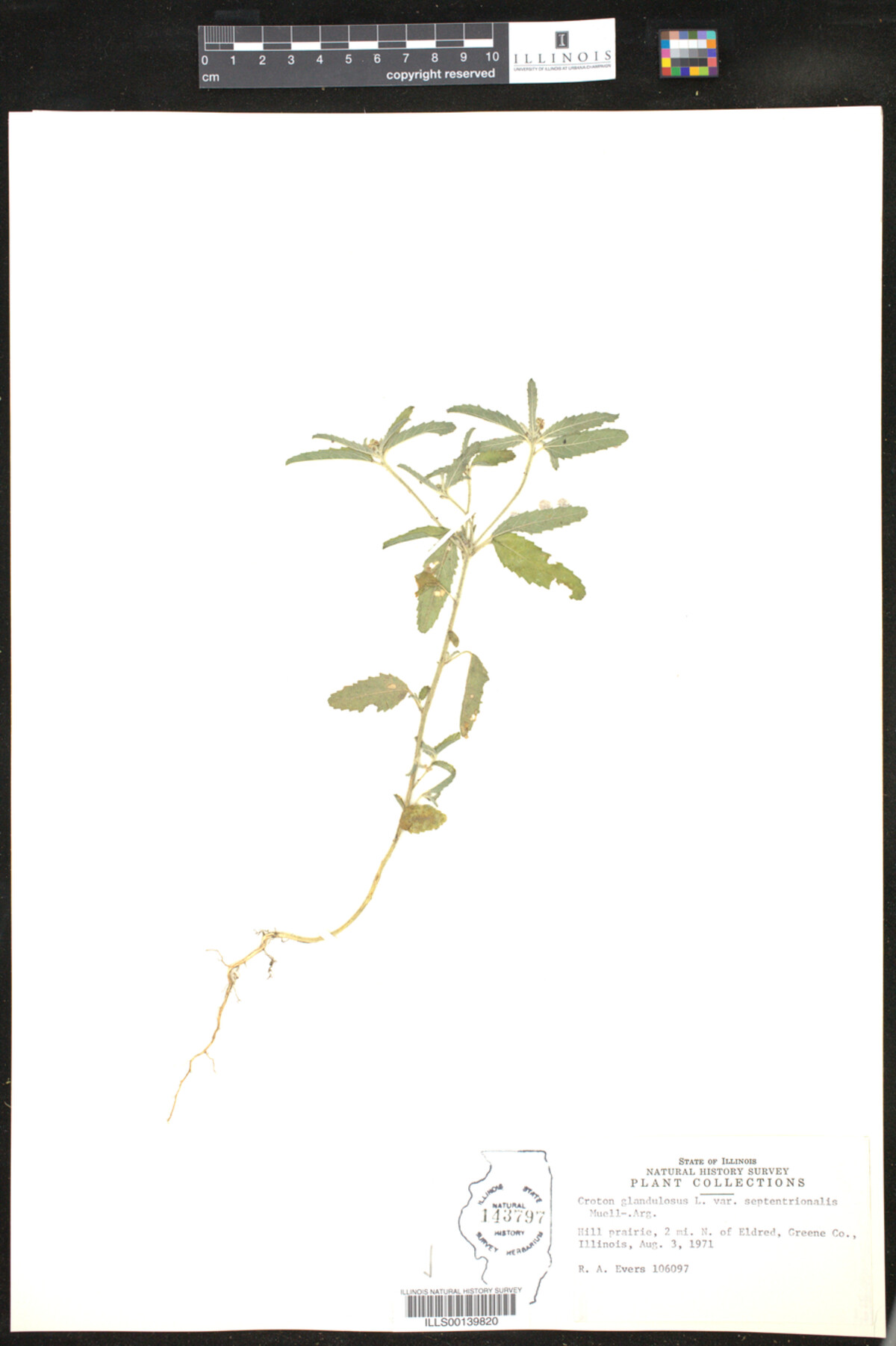 Croton glandulosus image