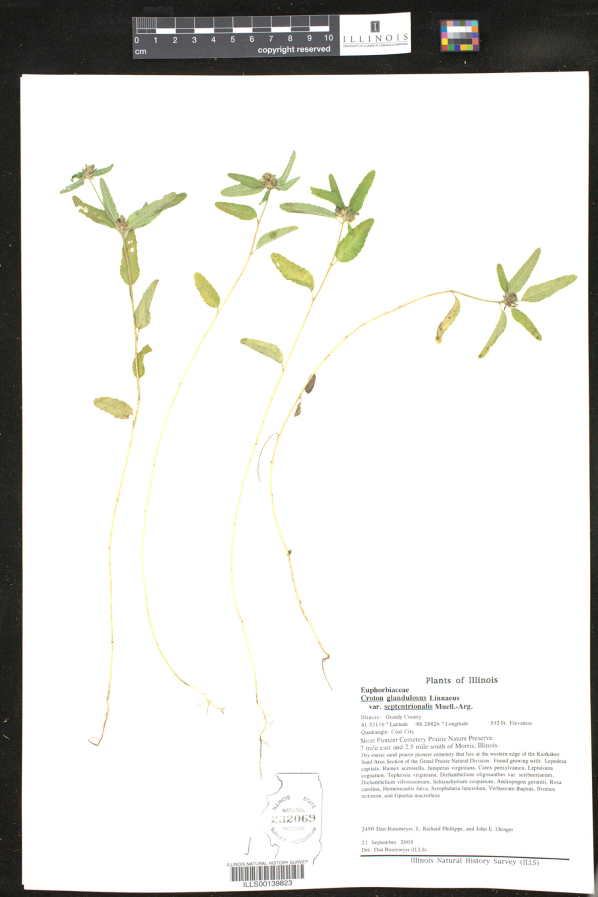 Croton glandulosus image