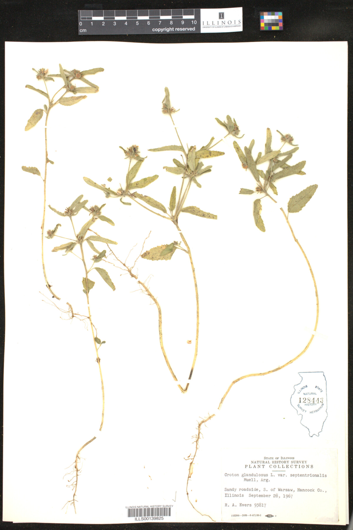 Croton glandulosus image