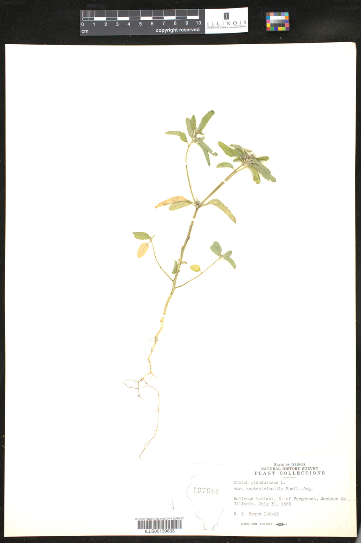 Croton glandulosus image