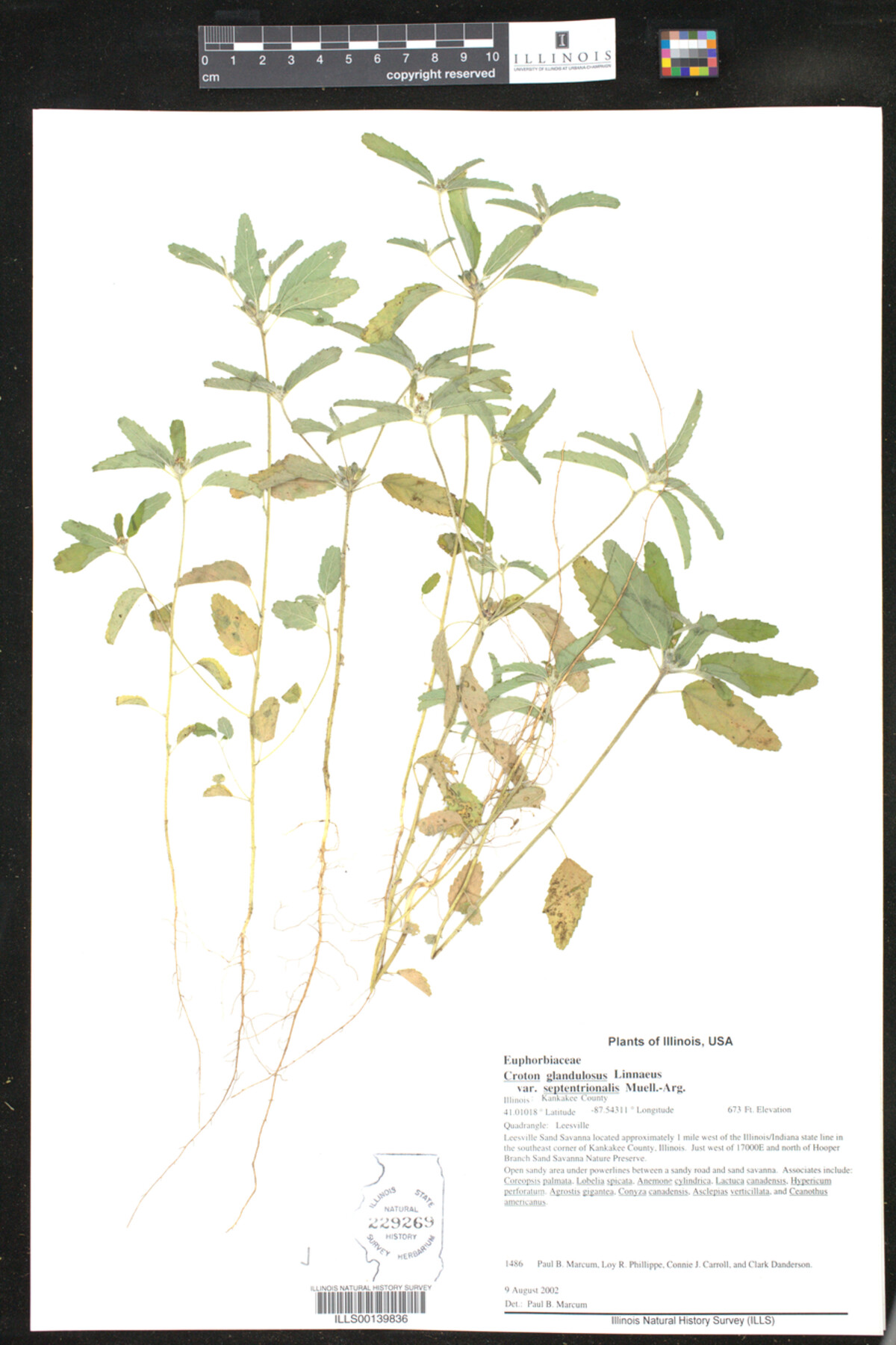 Croton glandulosus image