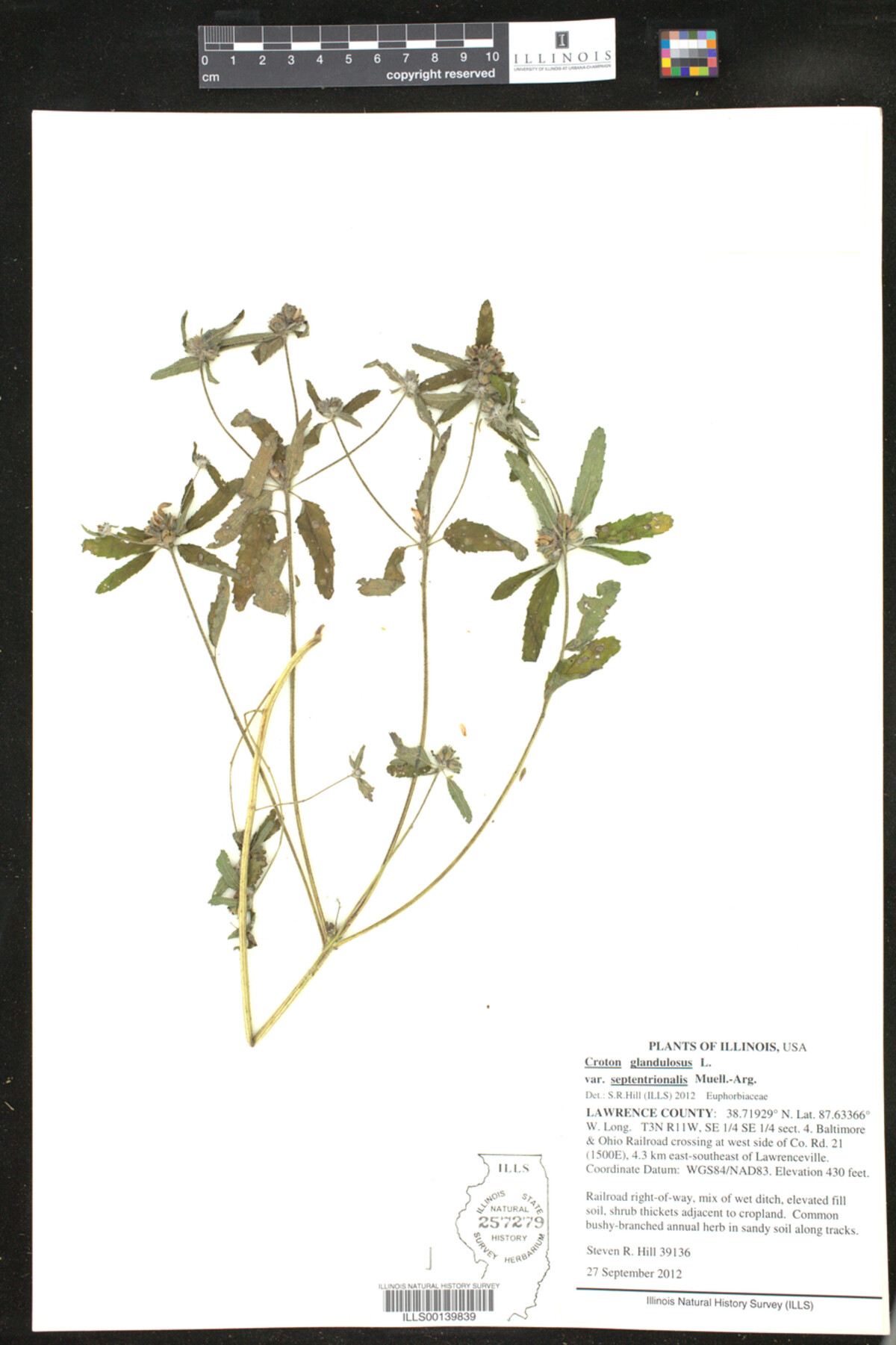 Croton glandulosus image
