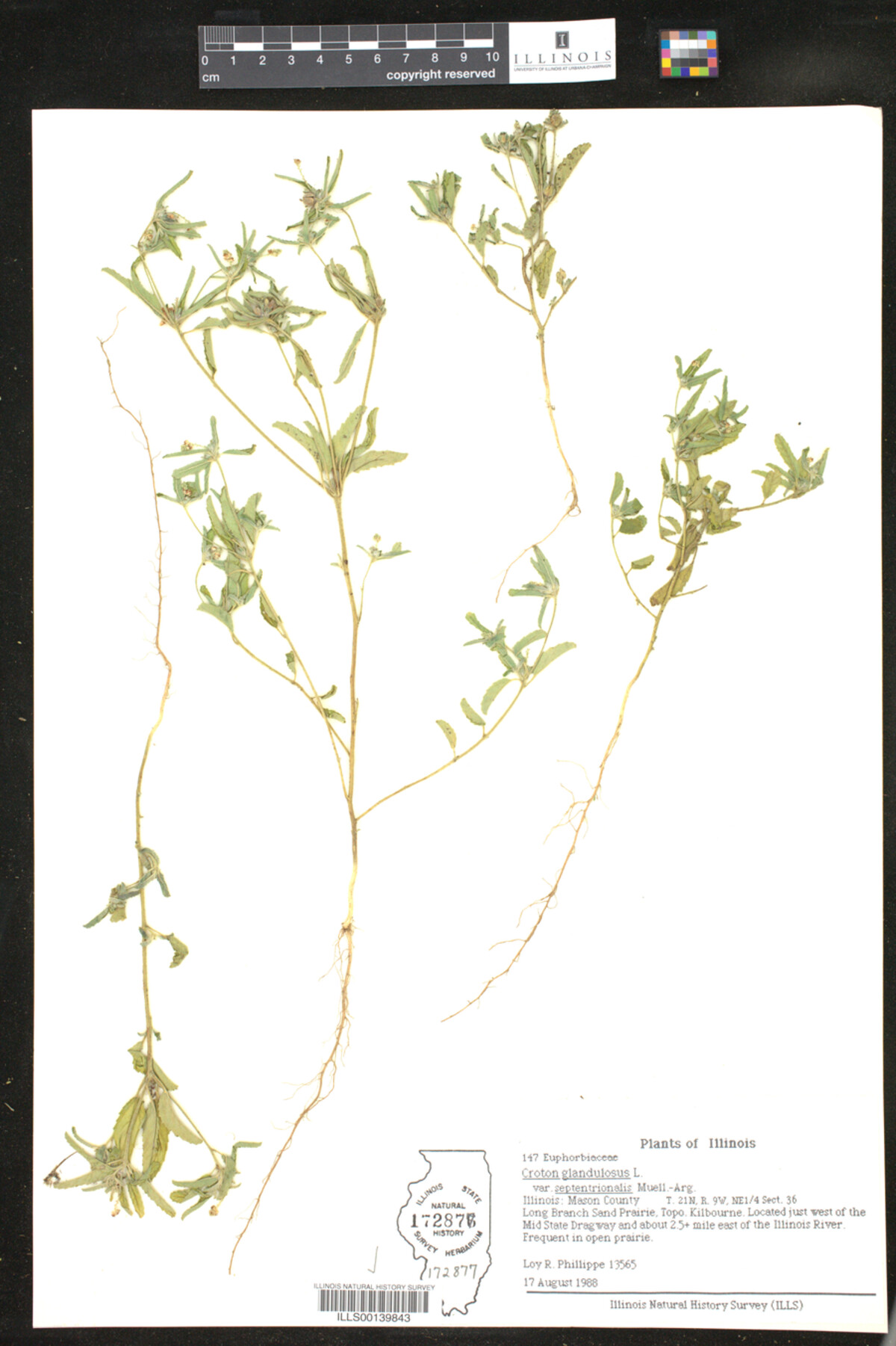 Croton glandulosus image