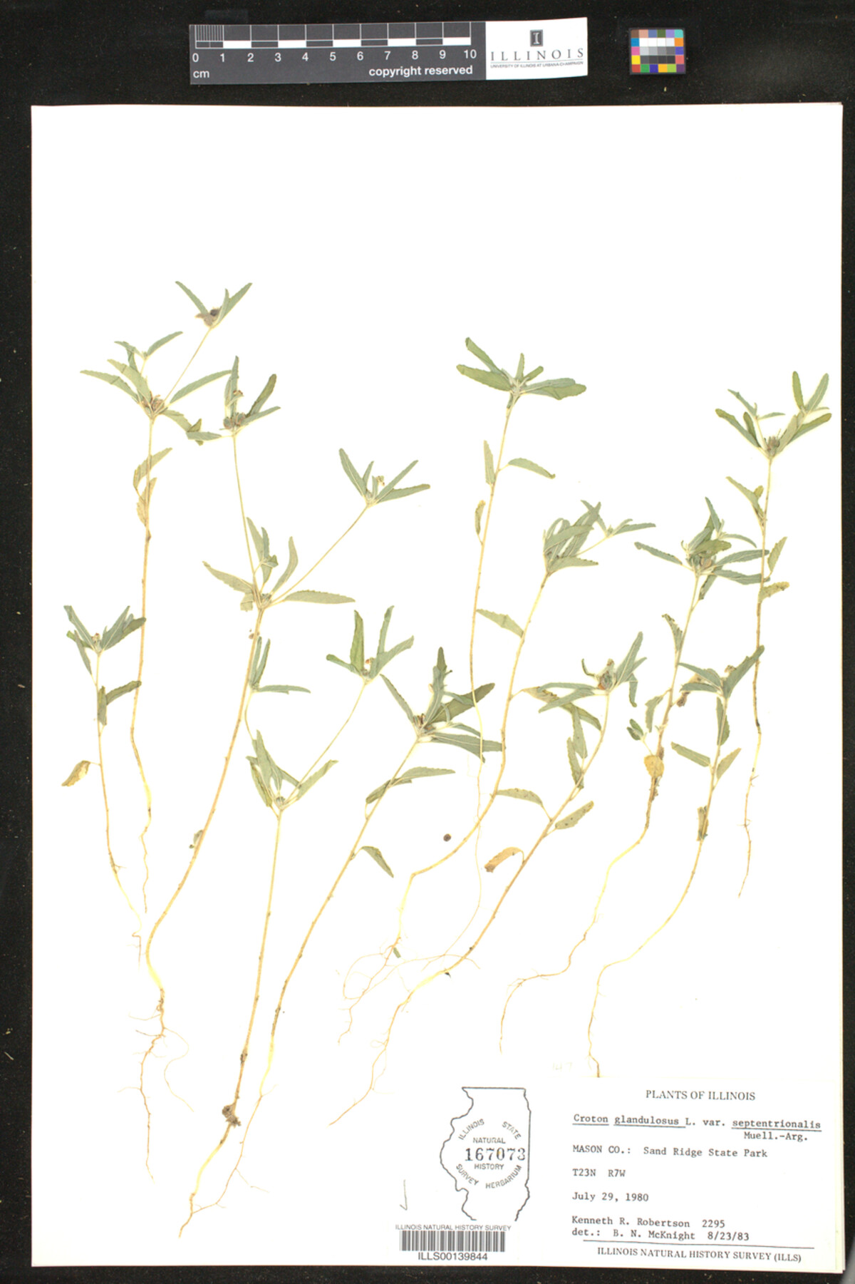 Croton glandulosus image