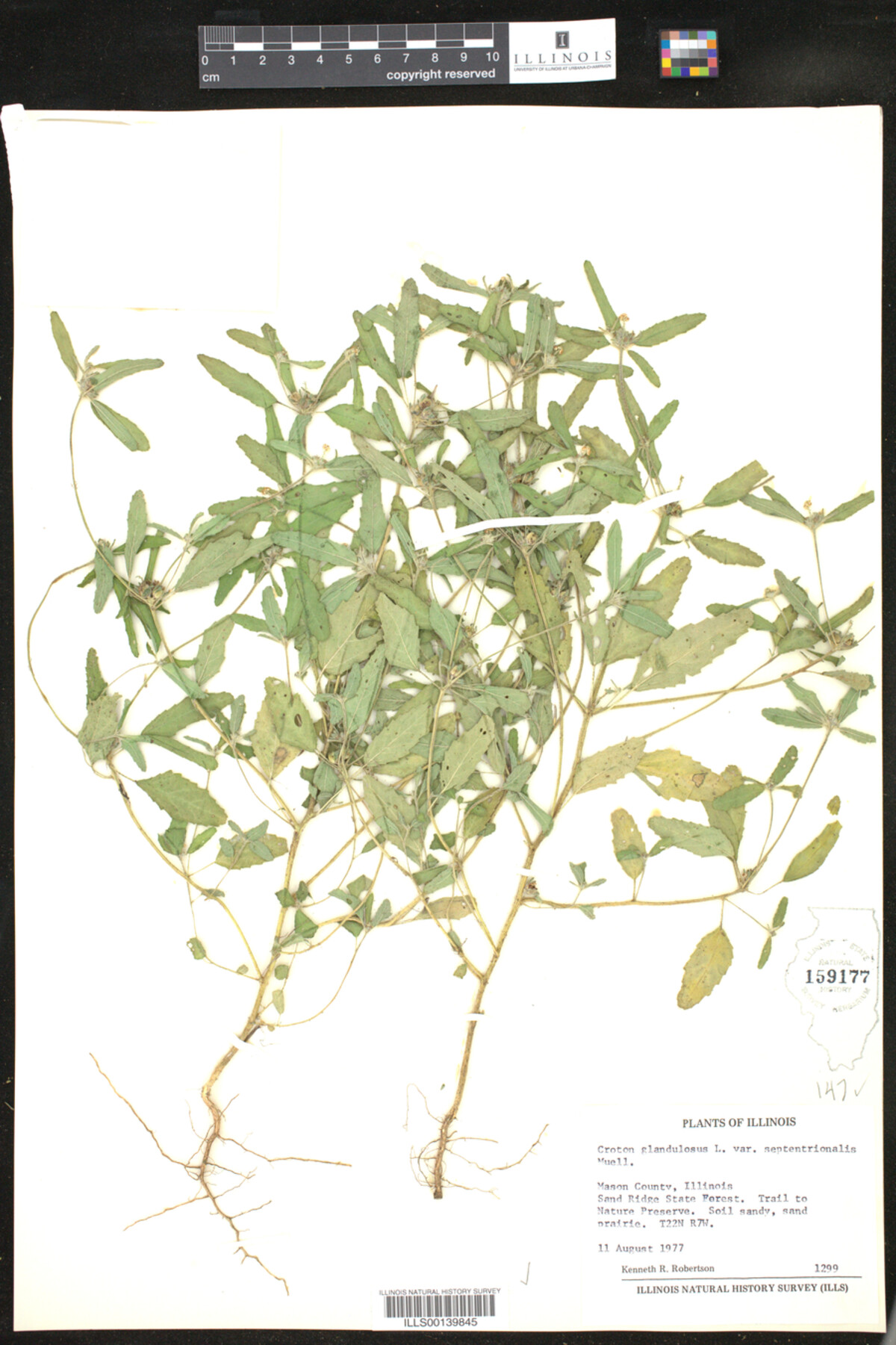 Croton glandulosus image