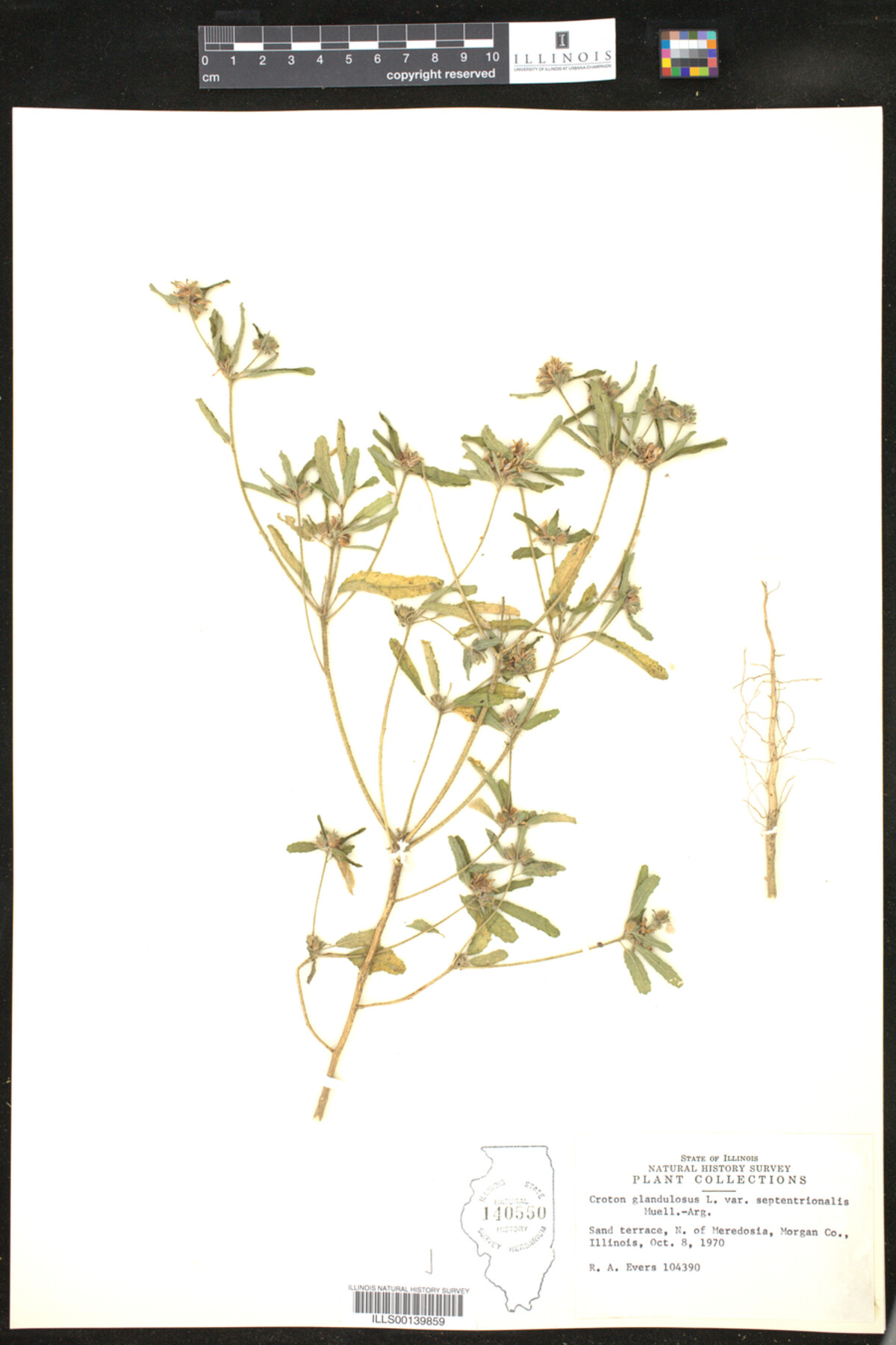 Croton glandulosus image
