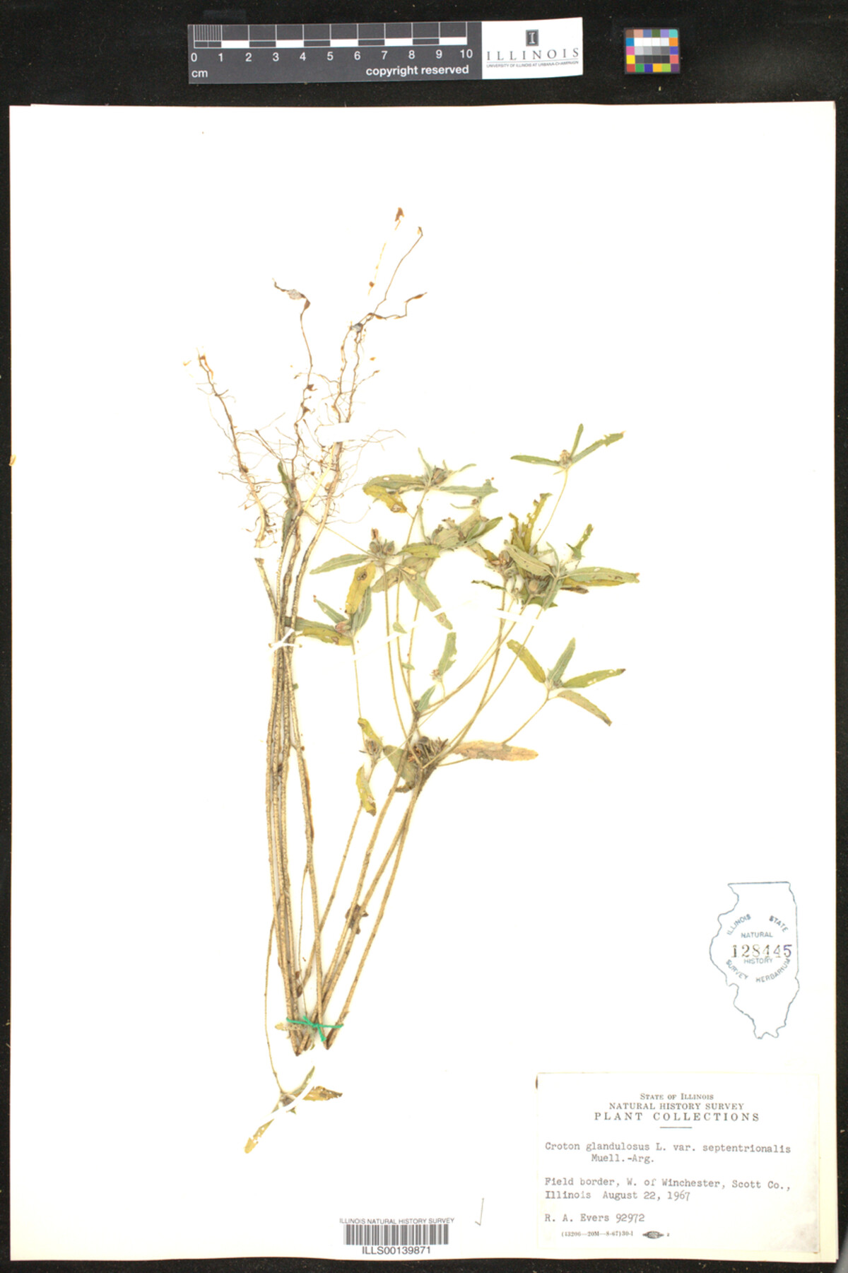 Croton glandulosus image