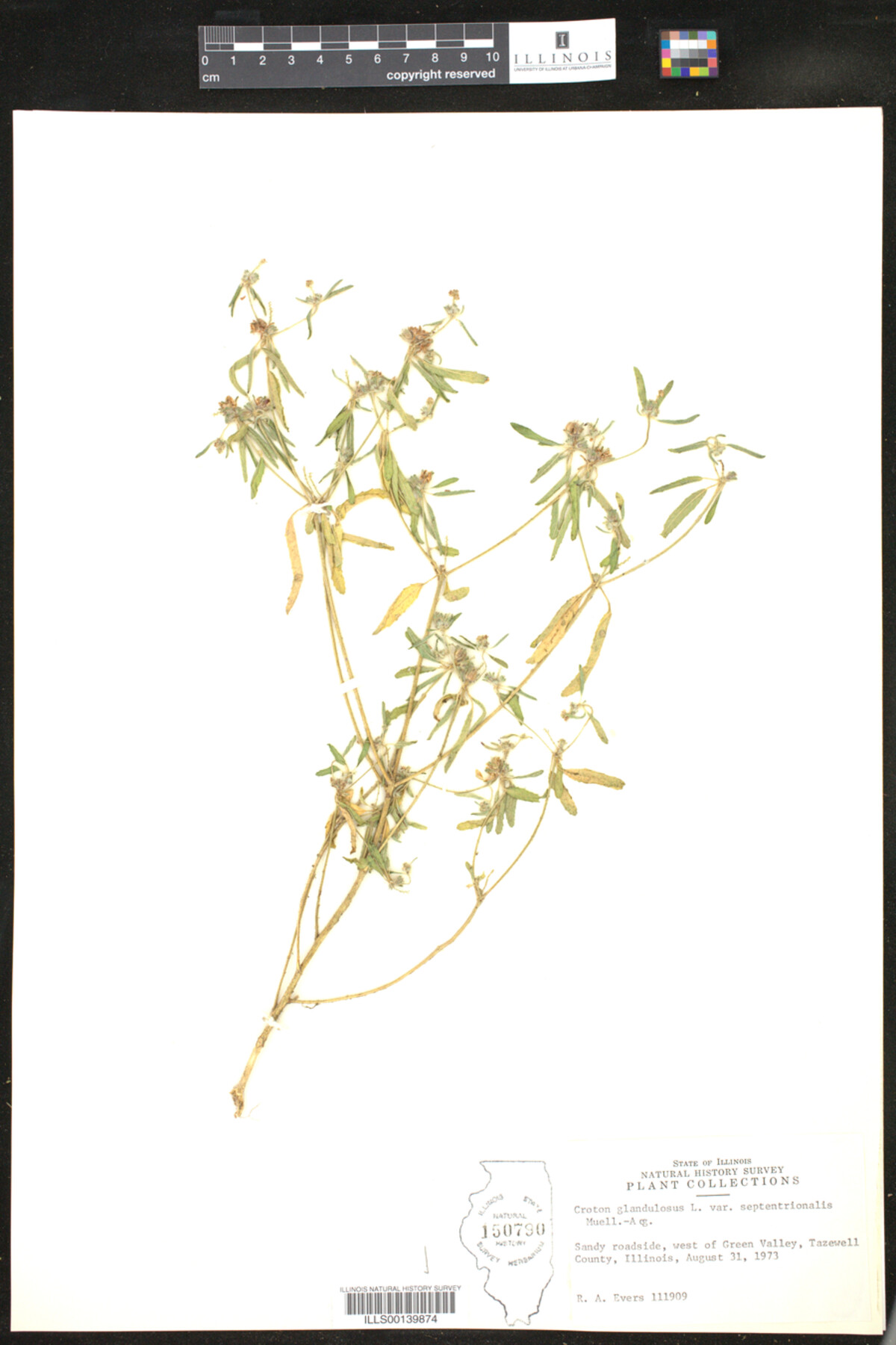 Croton glandulosus image