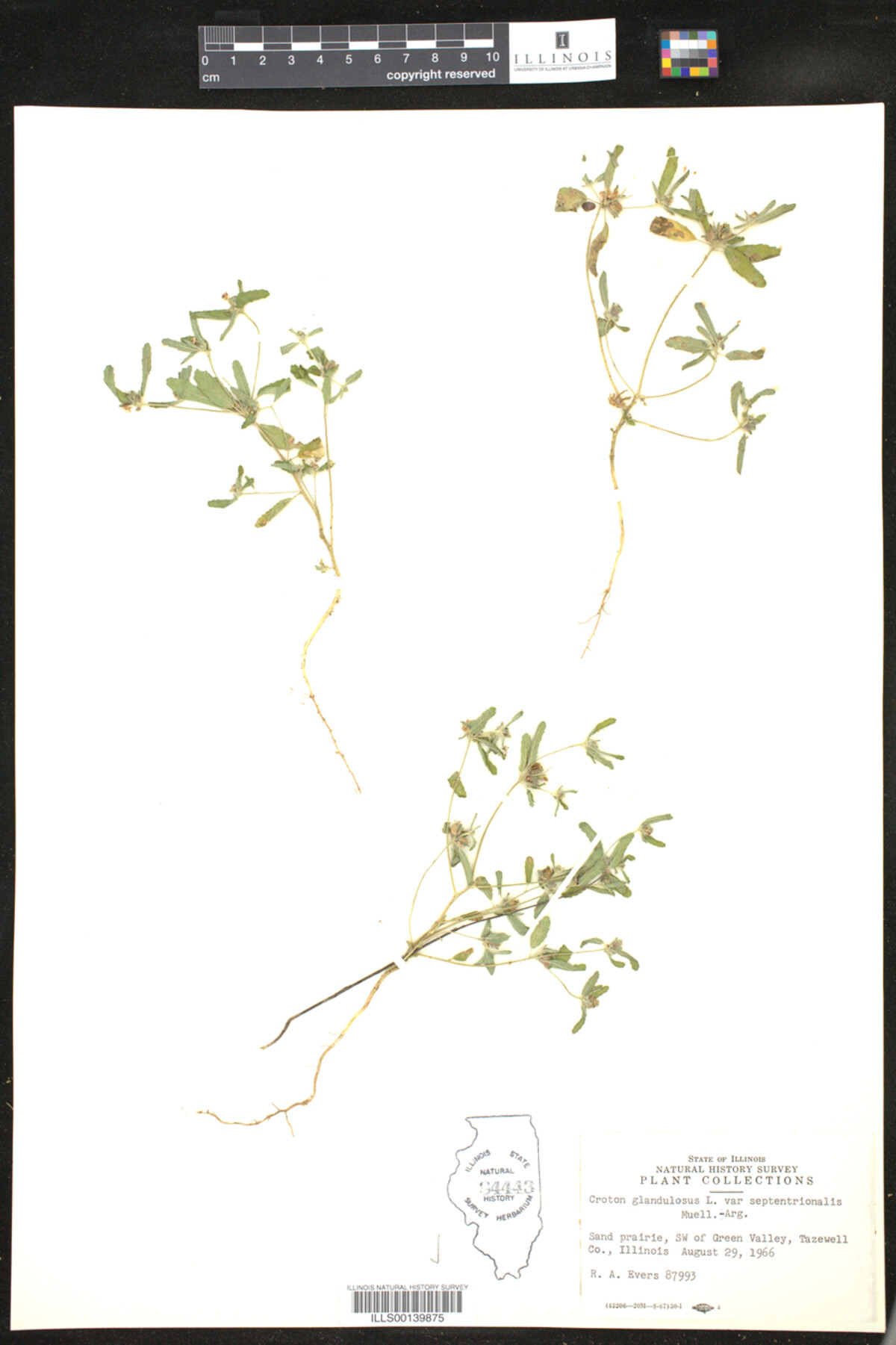 Croton glandulosus image