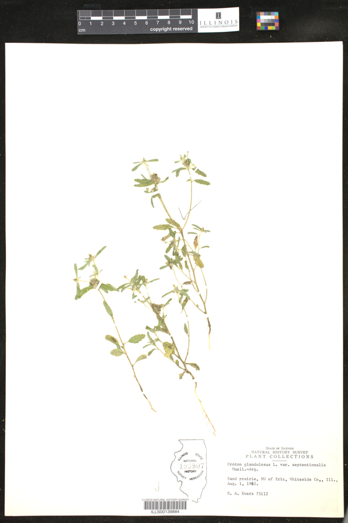 Croton glandulosus image