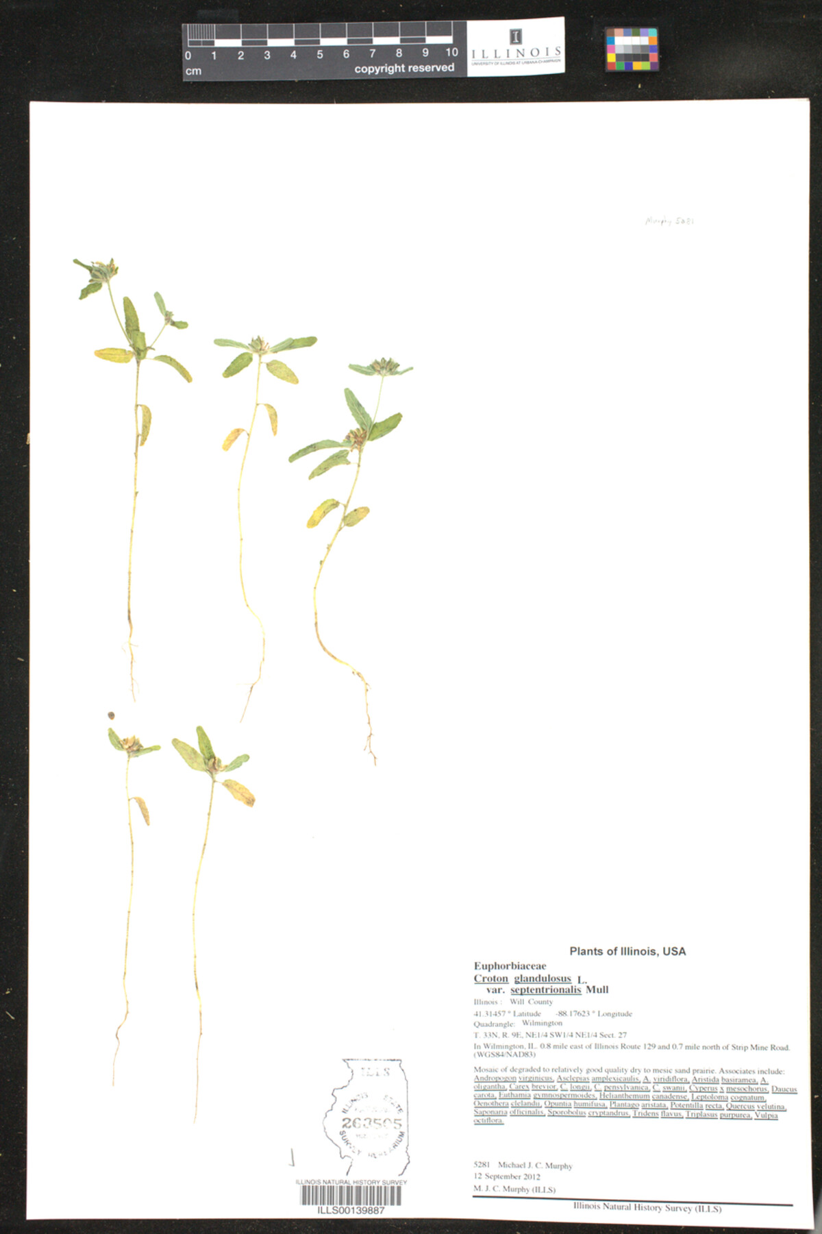 Croton glandulosus image