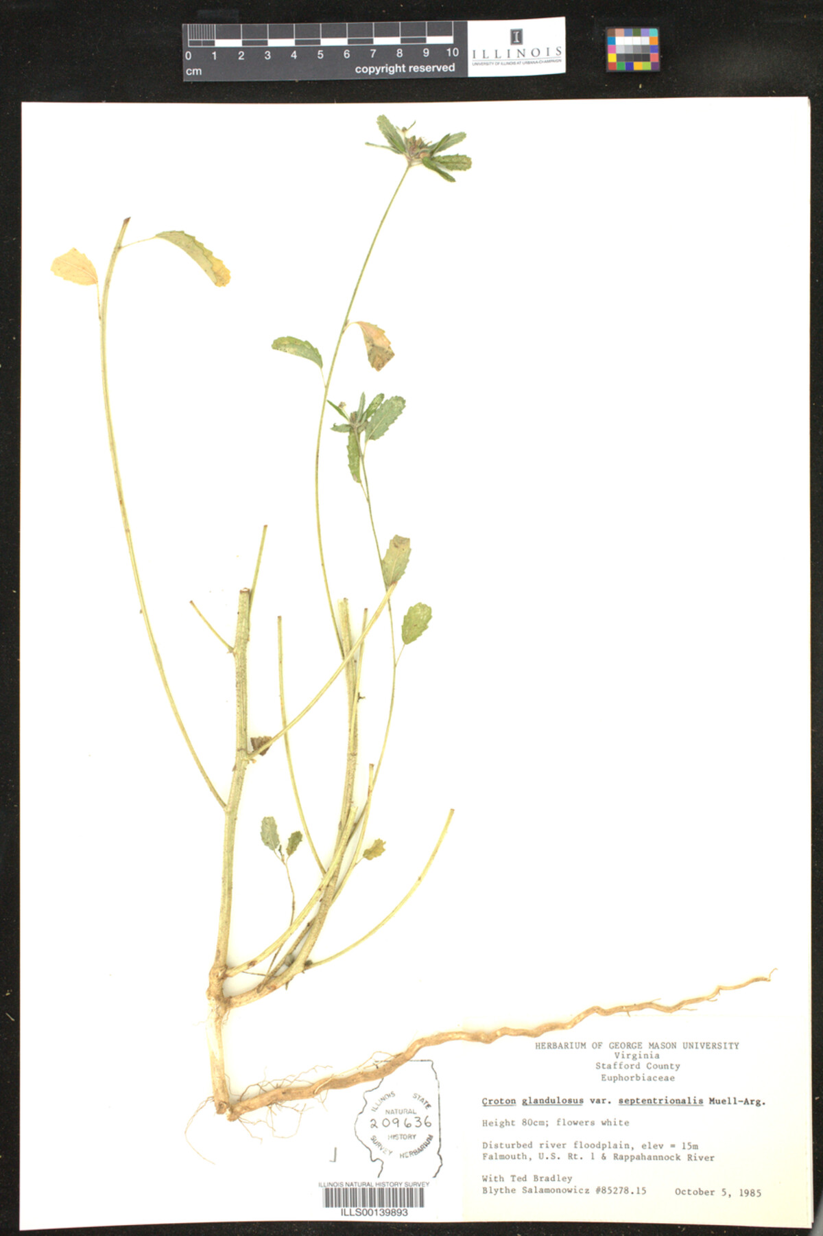 Croton glandulosus image