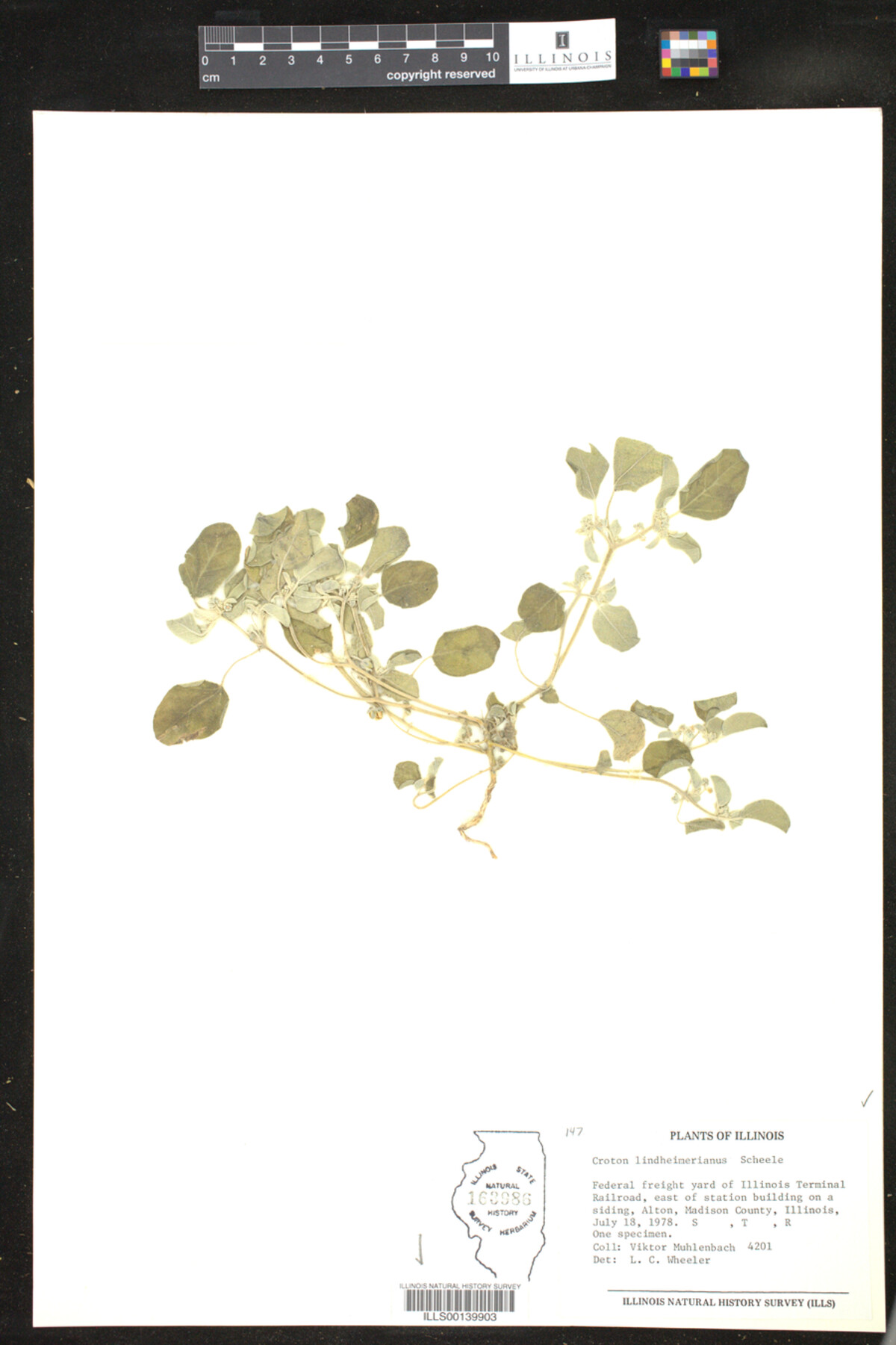 Croton lindheimerianus image